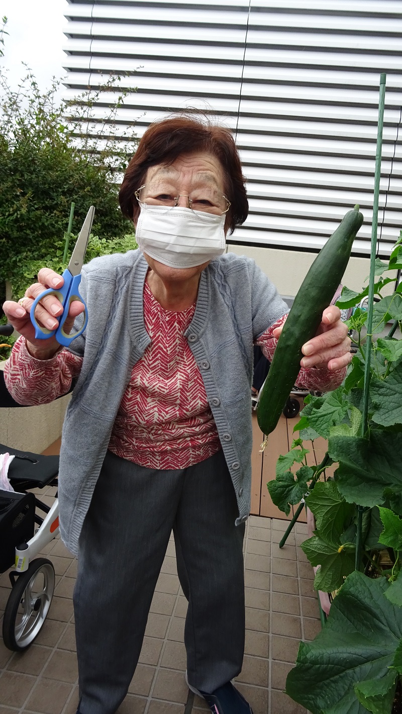 野菜の収穫