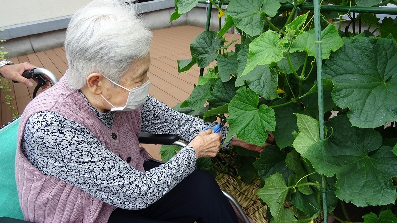 野菜の収穫