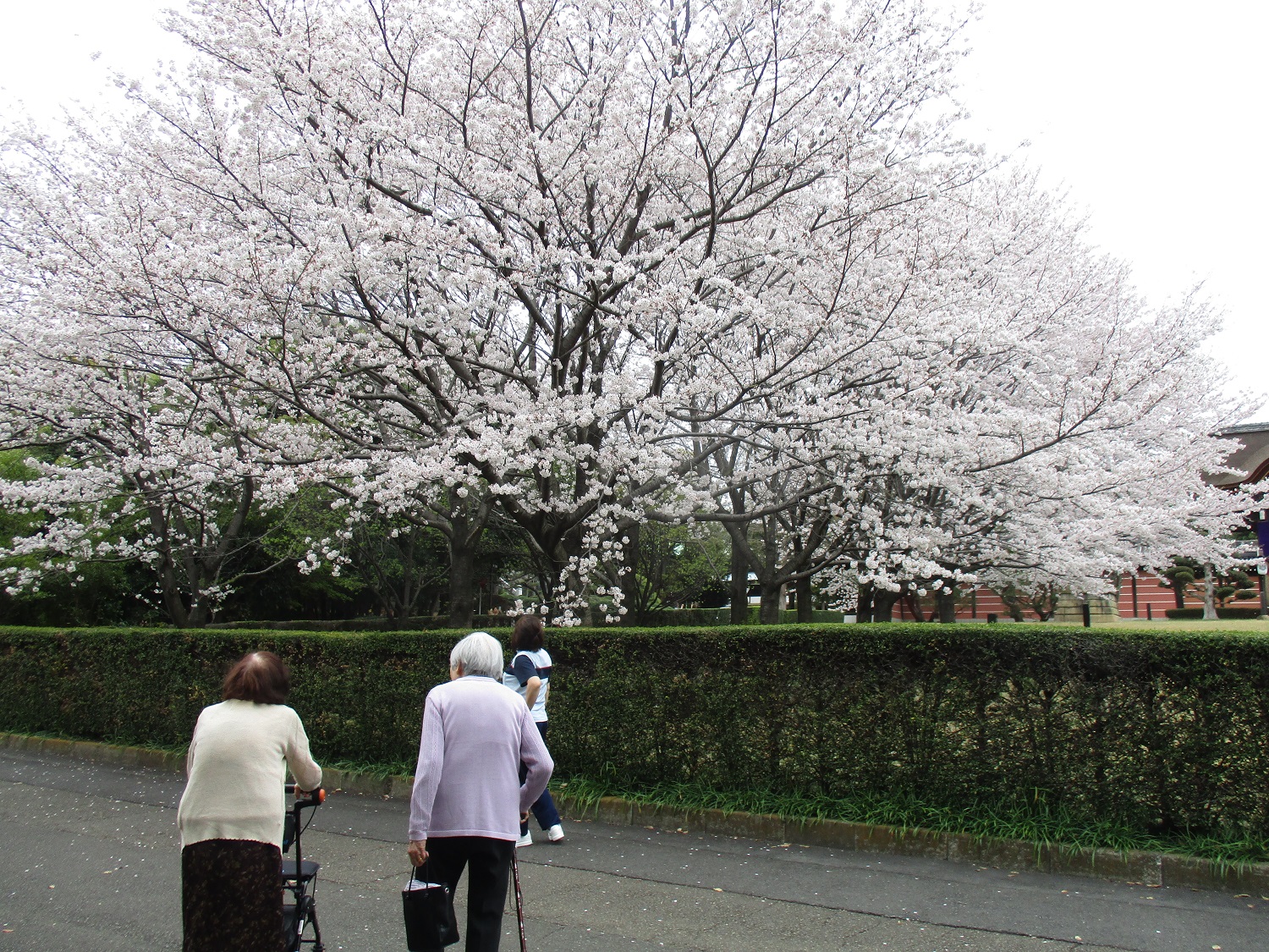 お花見