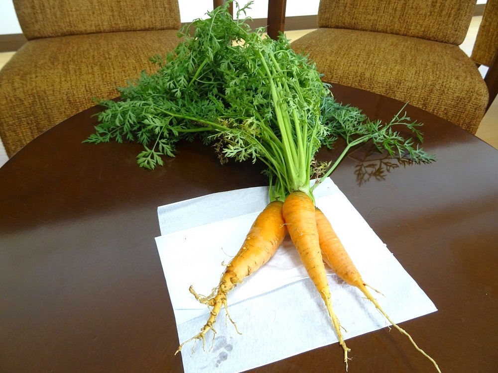 野菜の収穫