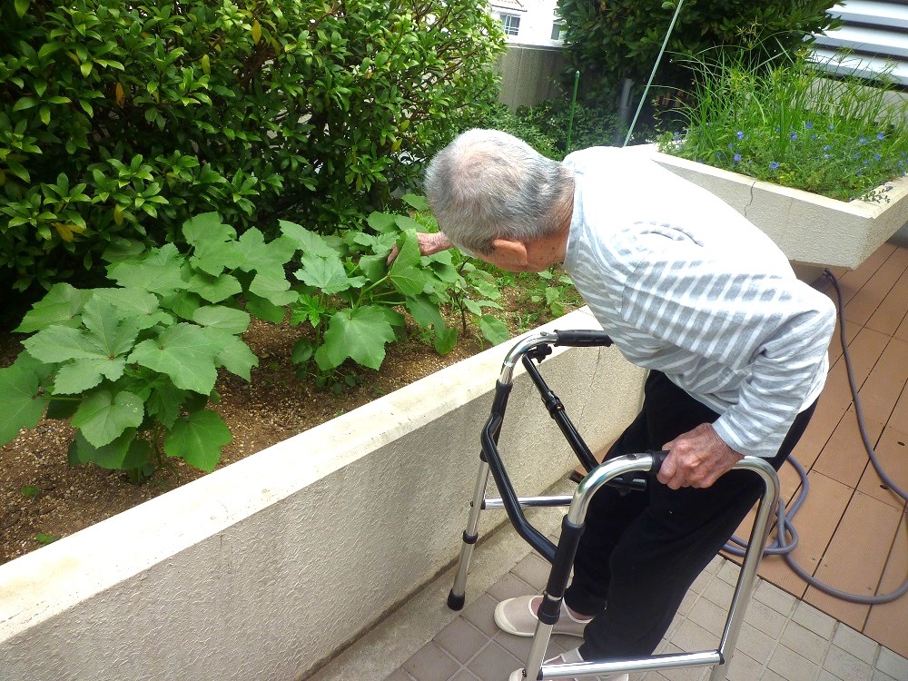 野菜の収穫