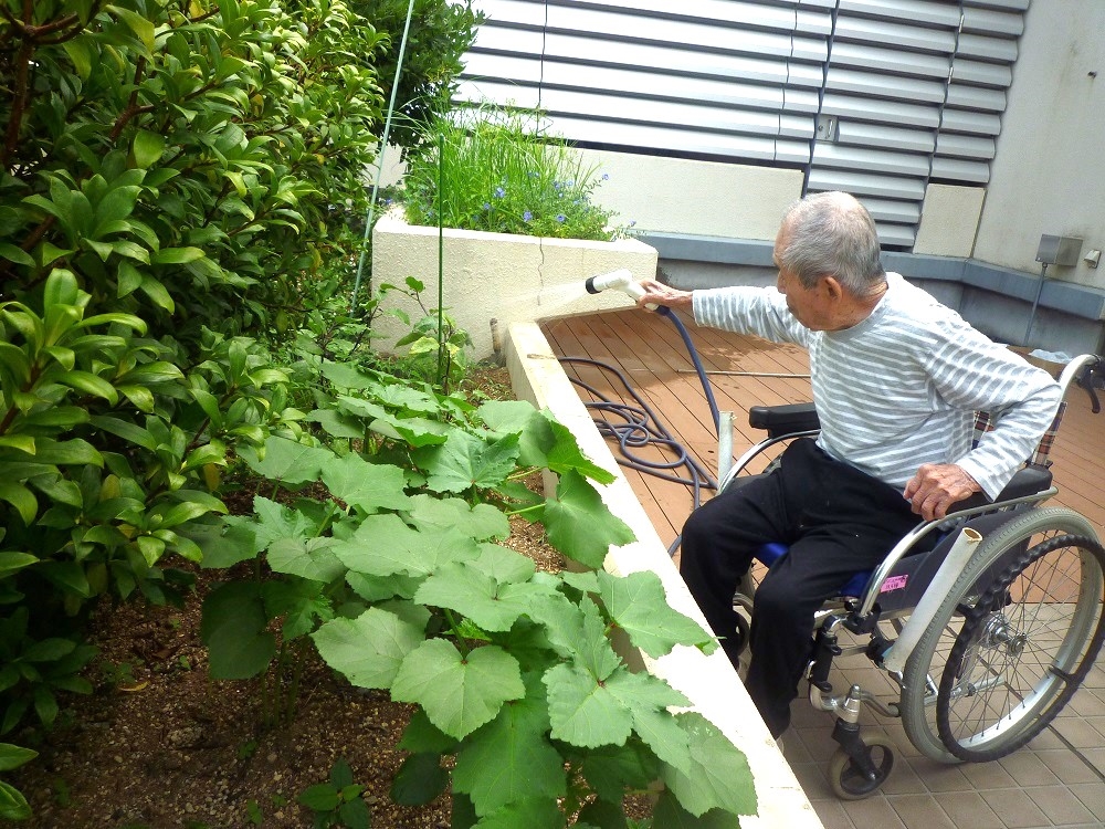 野菜の収穫