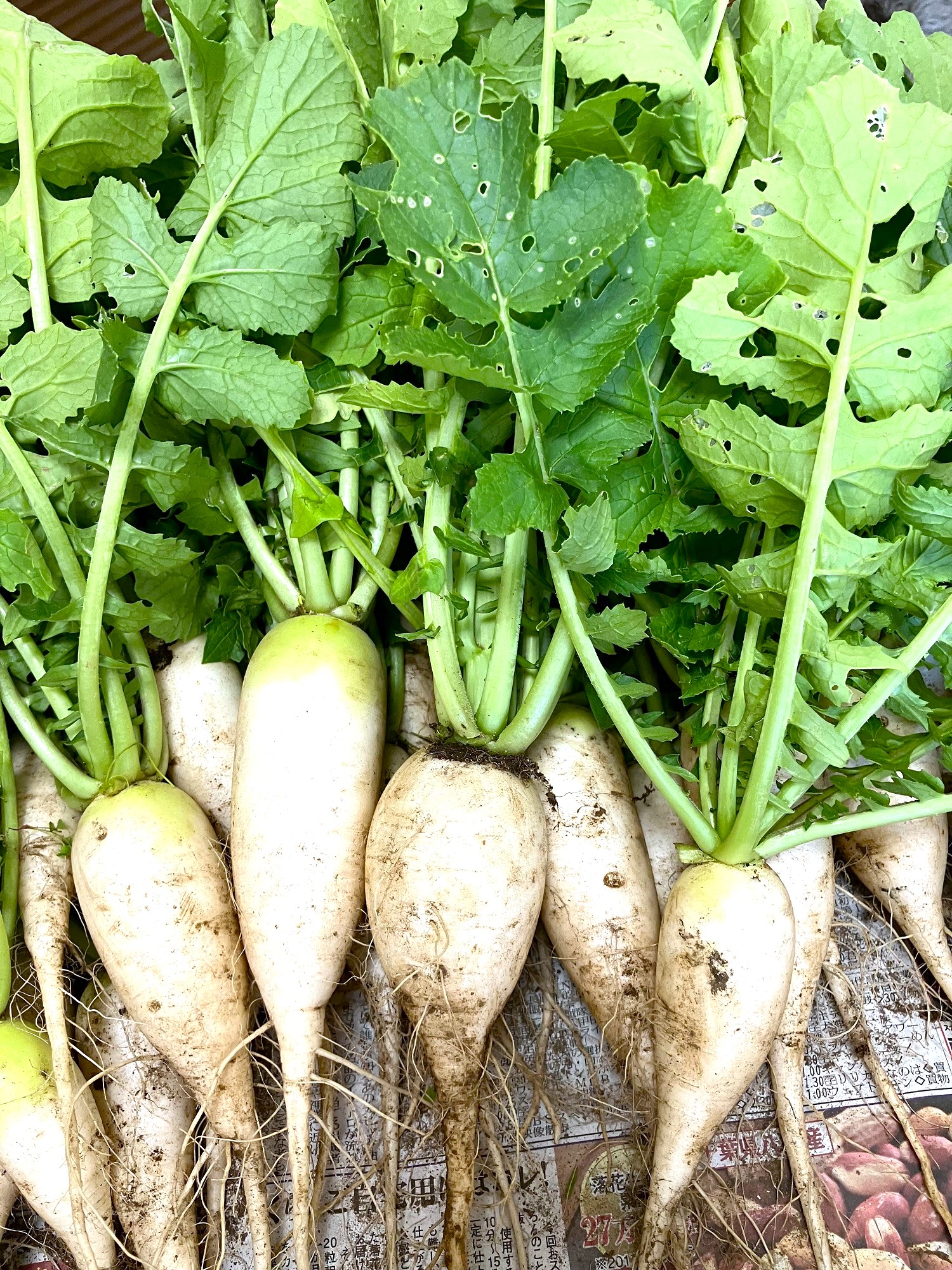 野菜の収穫