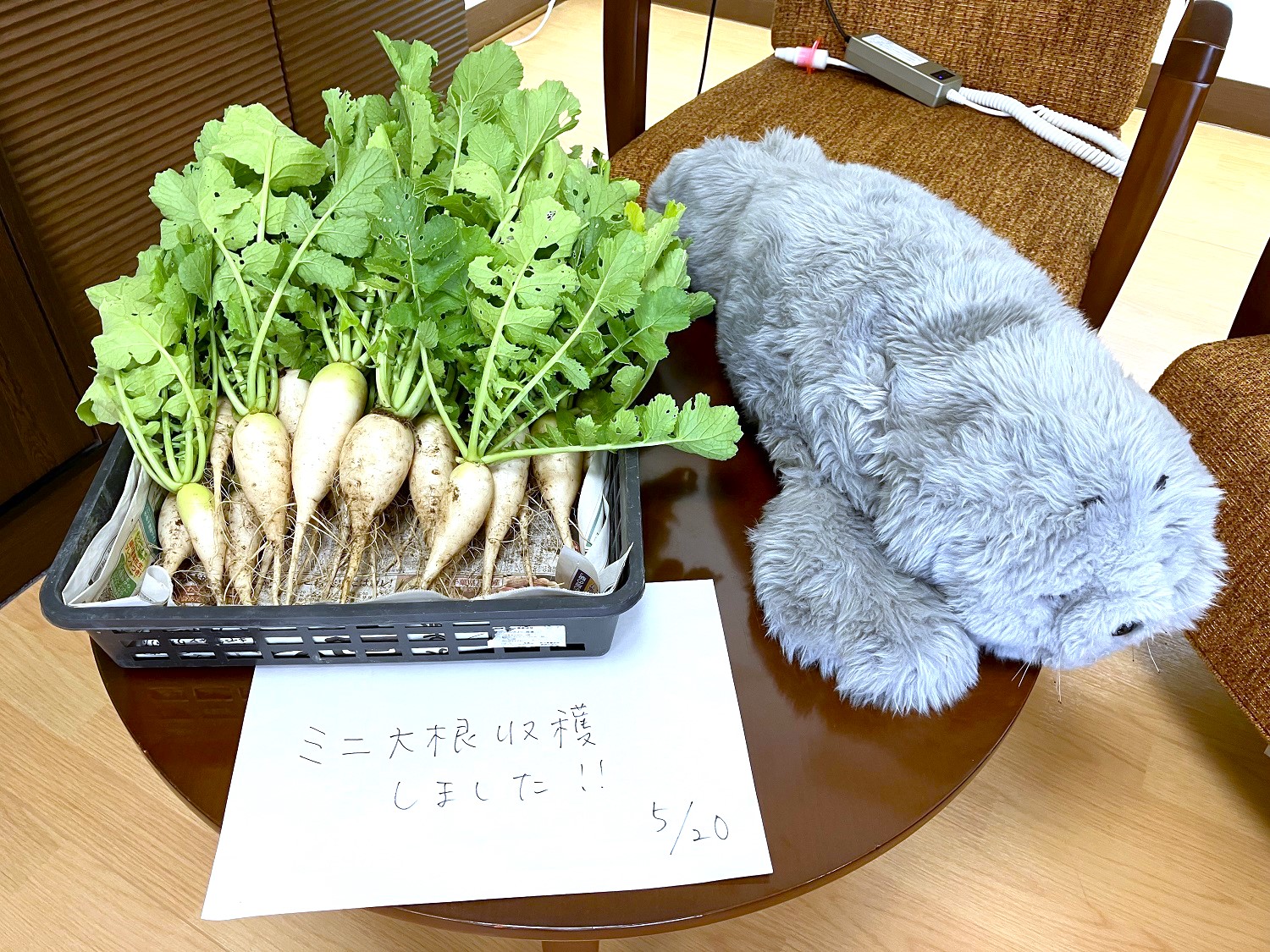 野菜の収穫