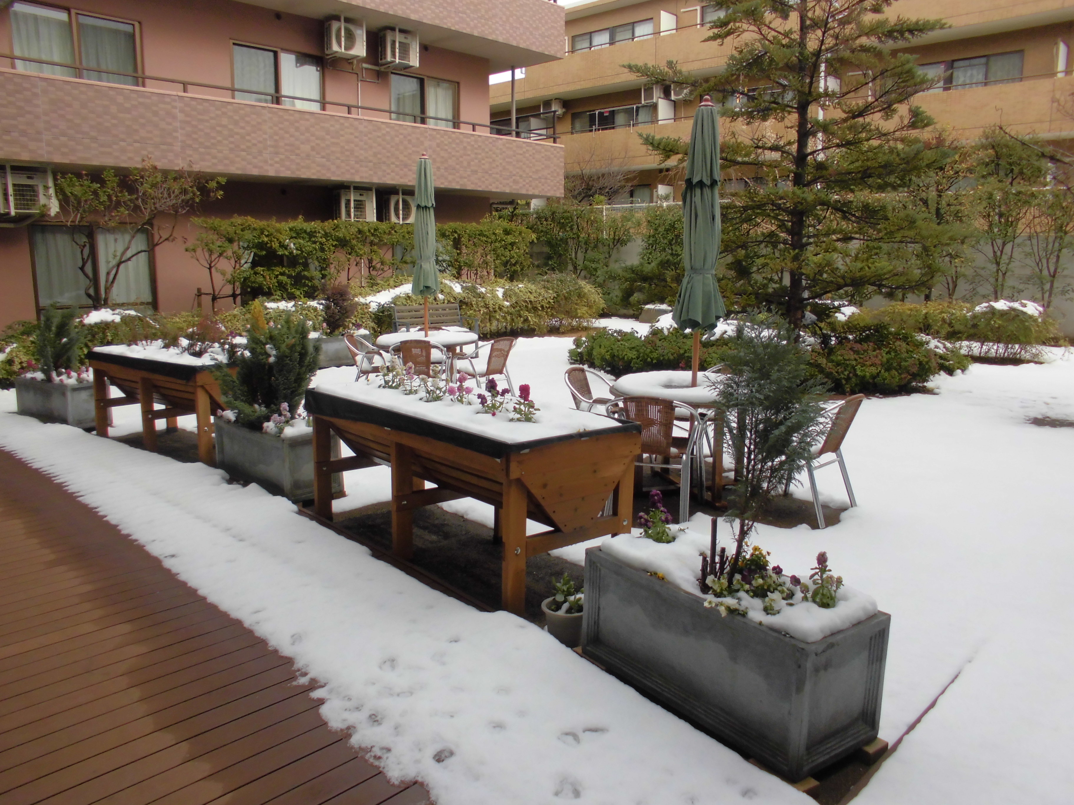 雪の日のもみの樹・杉並