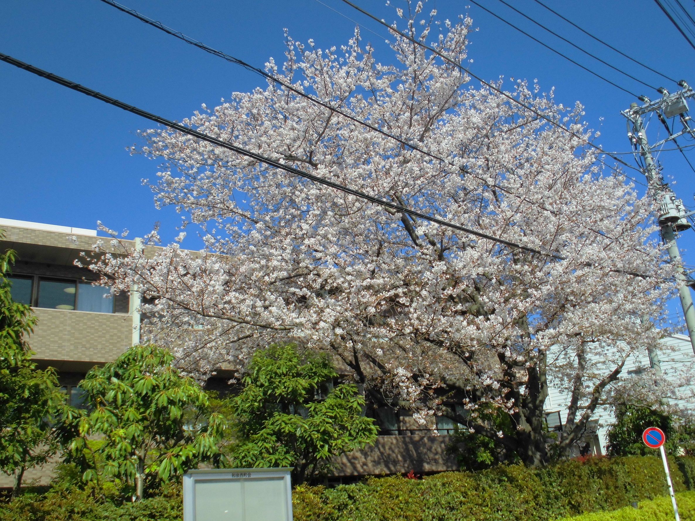 桜