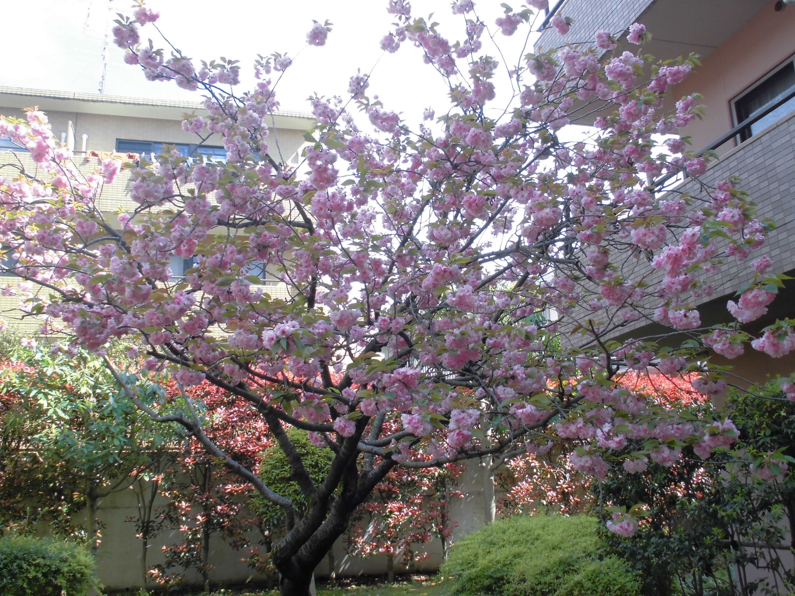 八重桜