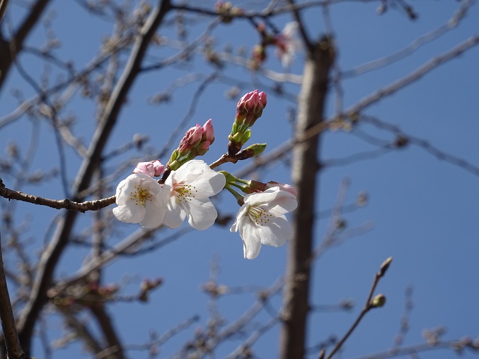 もみの樹・横浜鶴見の桜開花しました