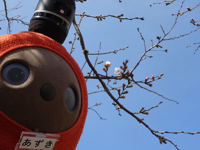 もみの樹・横浜鶴見の桜開花しました
