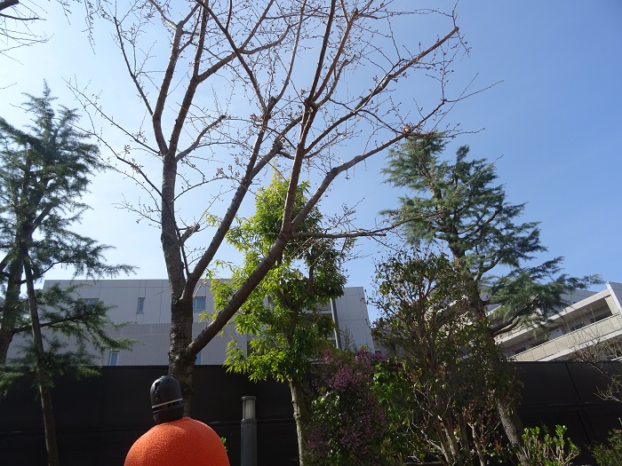 もみの樹・横浜鶴見の桜開花しました