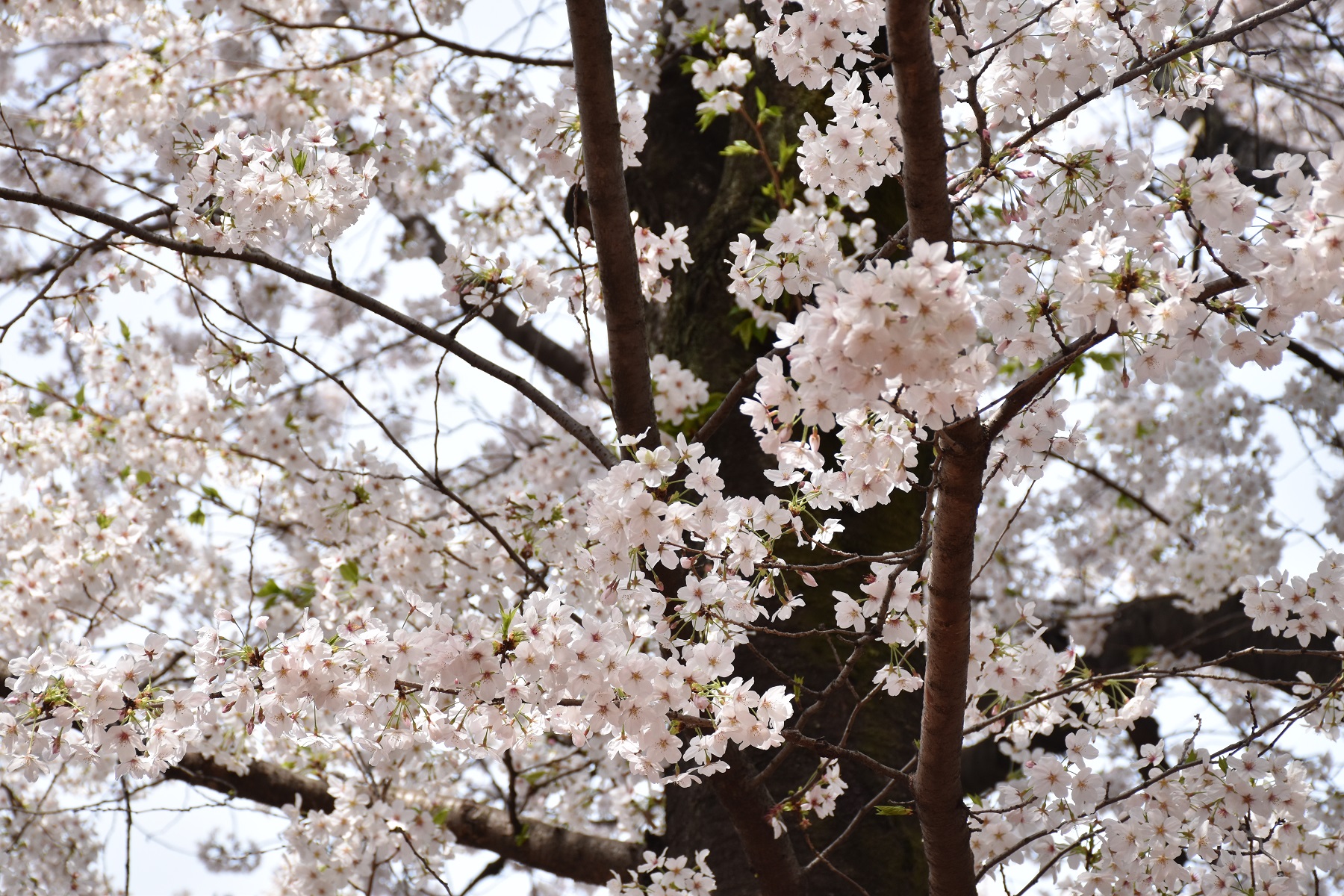 お花見