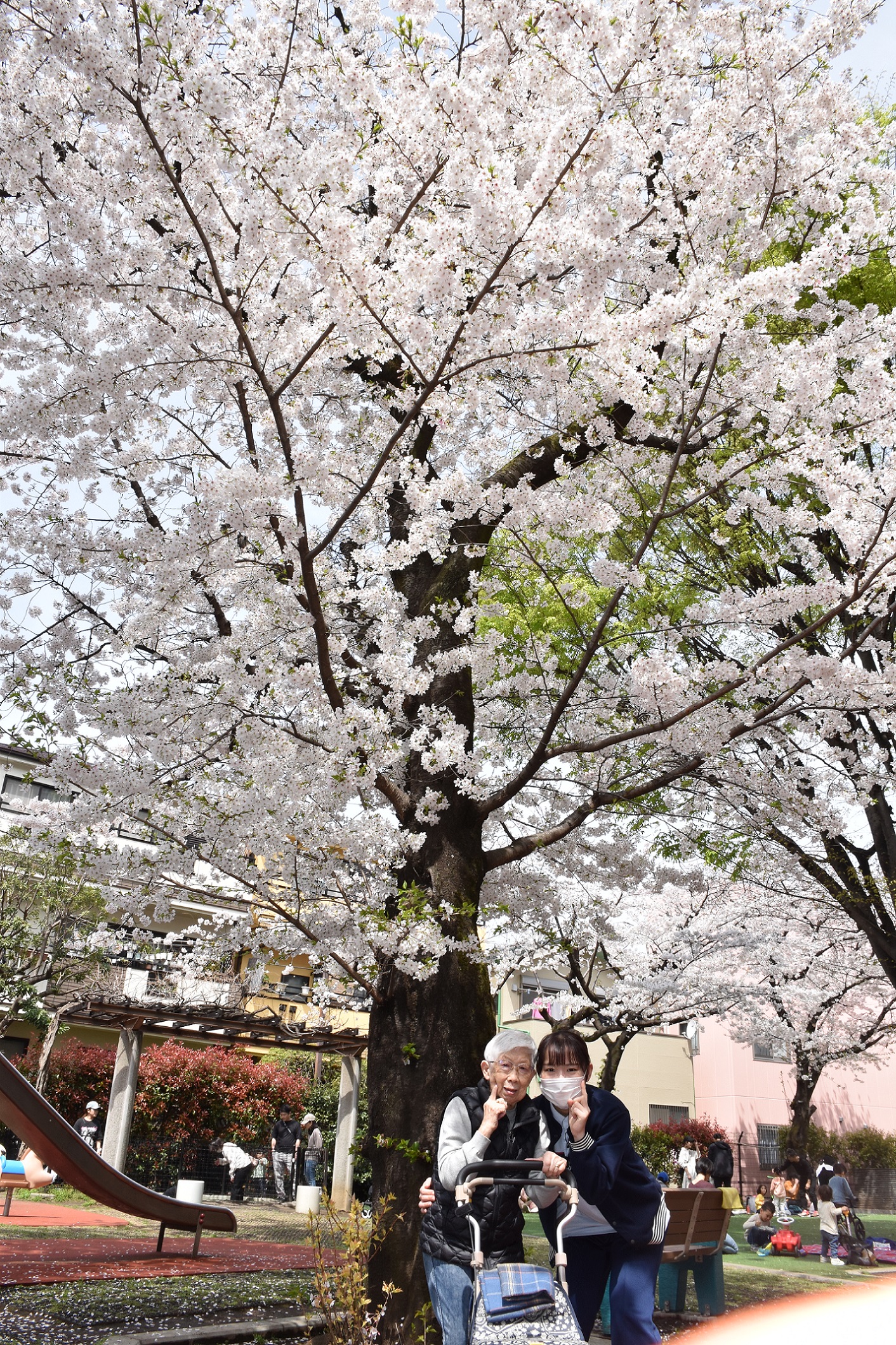 お花見