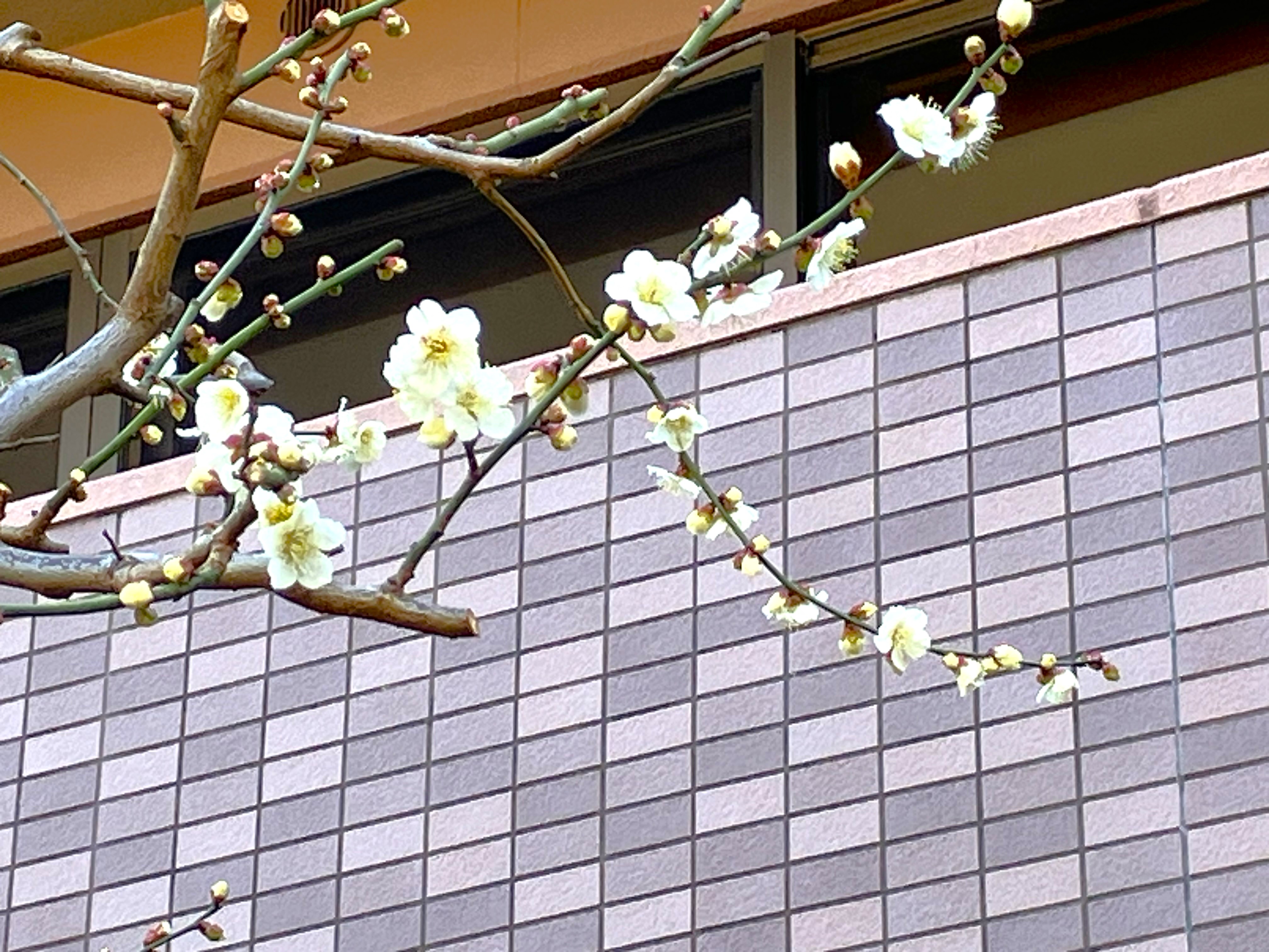 春の兆し