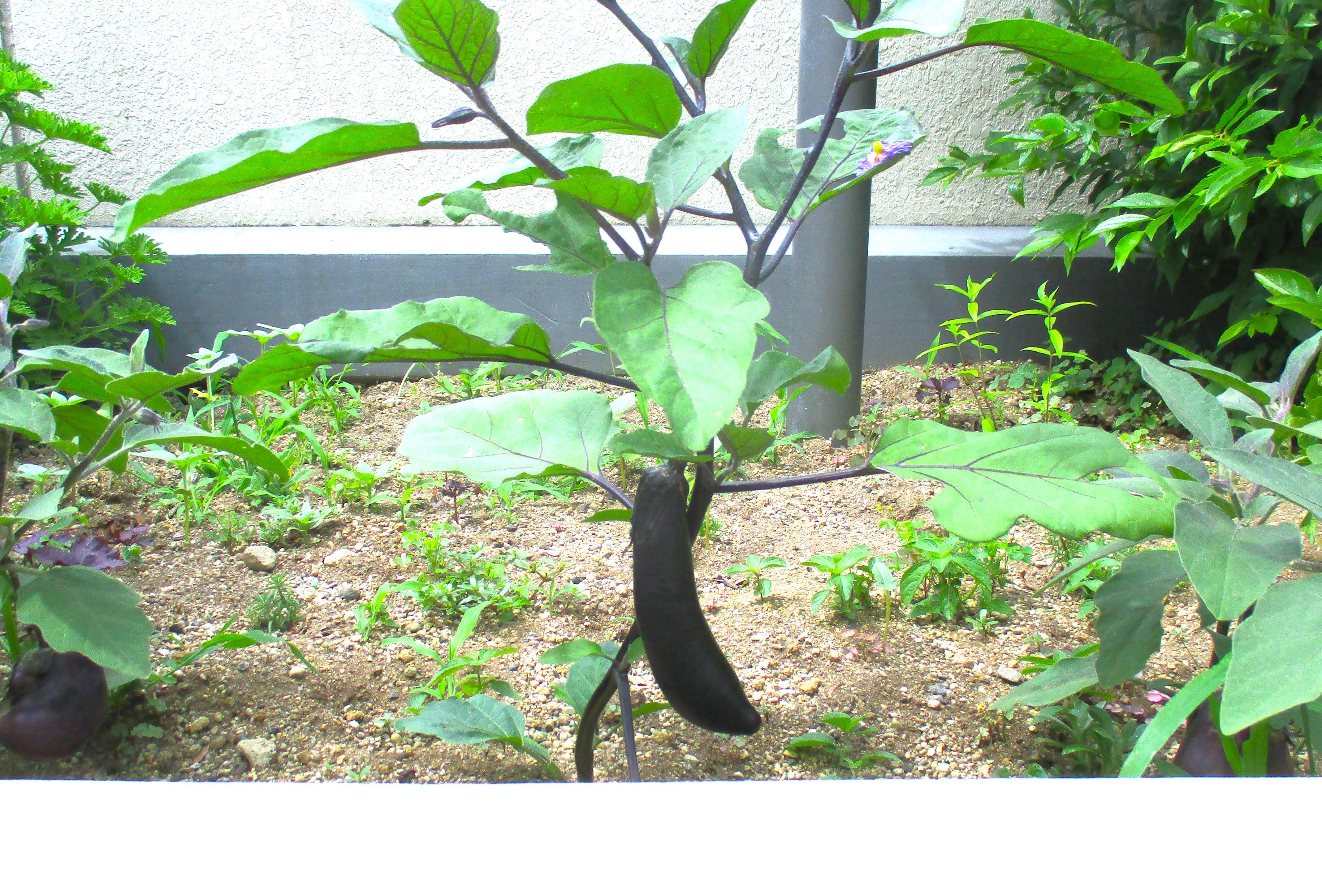 ガーデンテラスの野菜