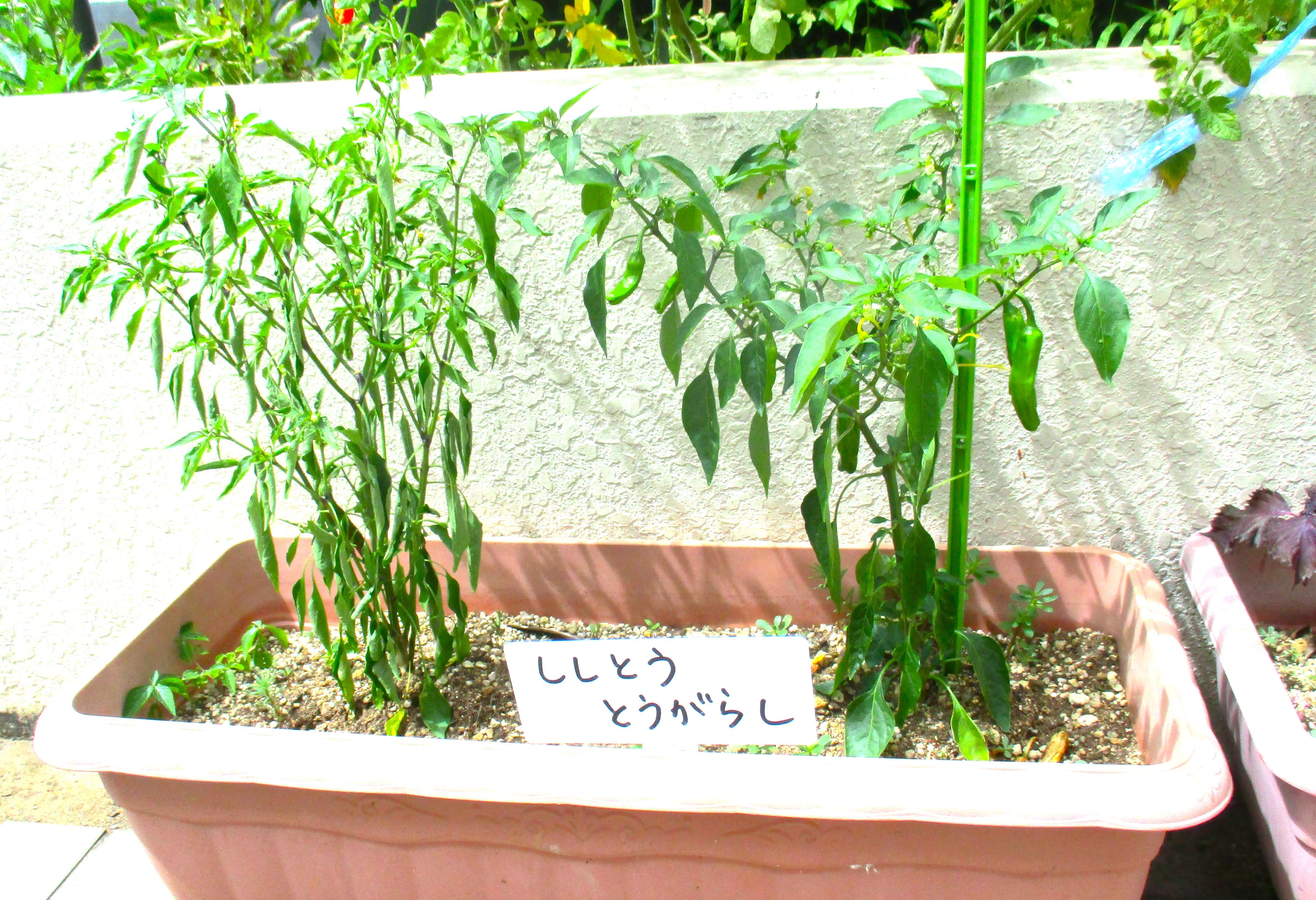 ガーデンテラスの野菜