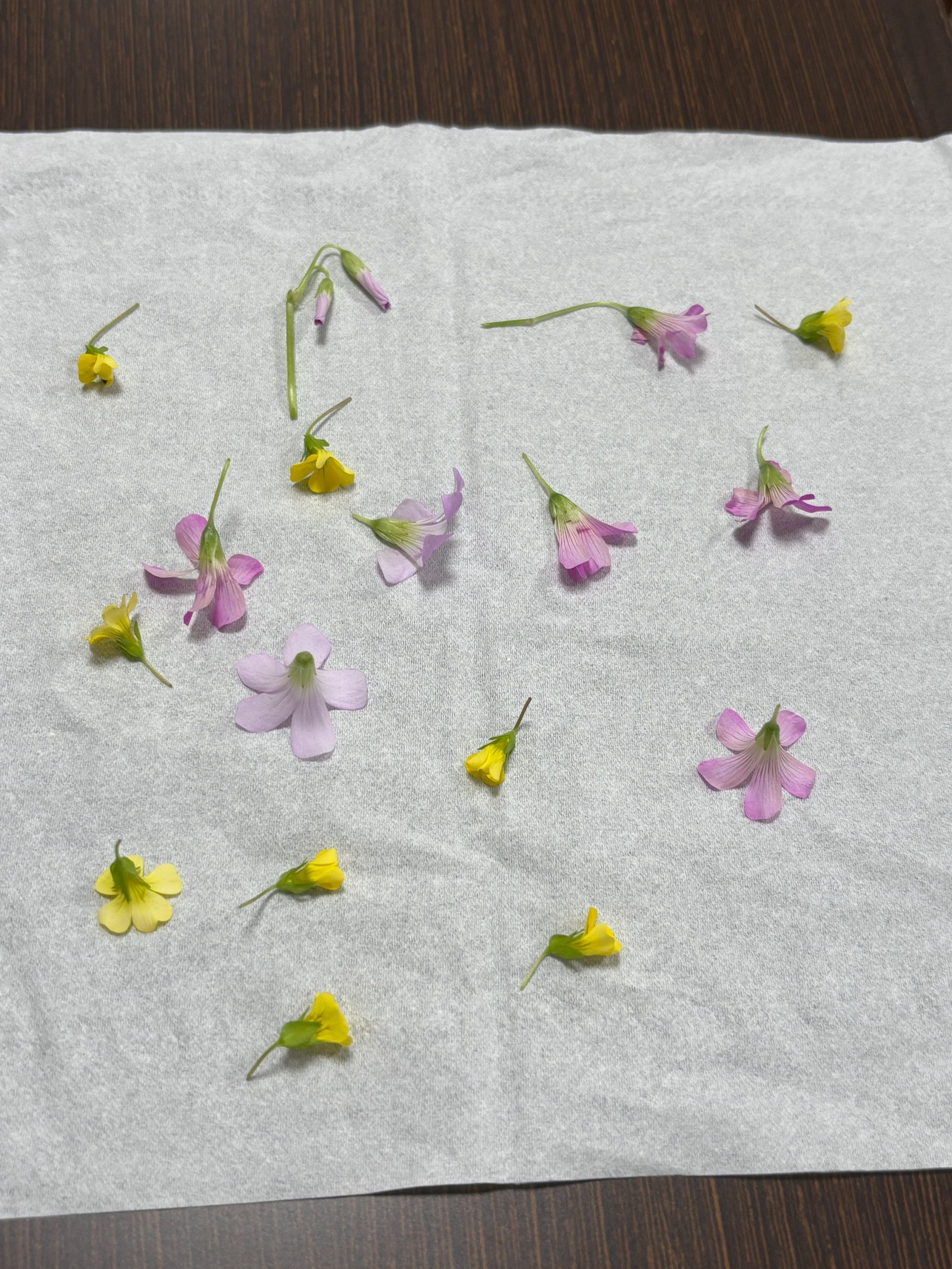 「押し花作り」