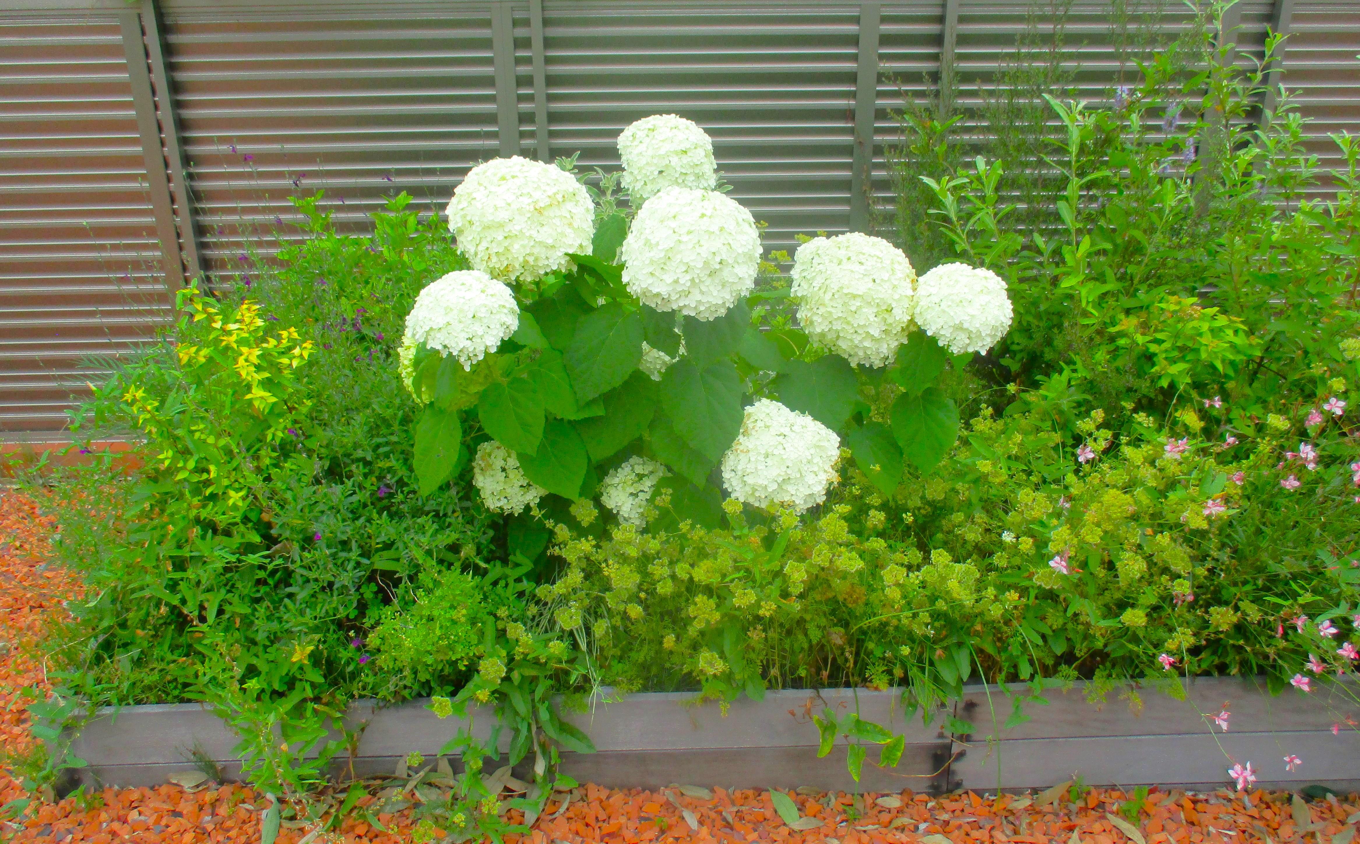 お庭の草木