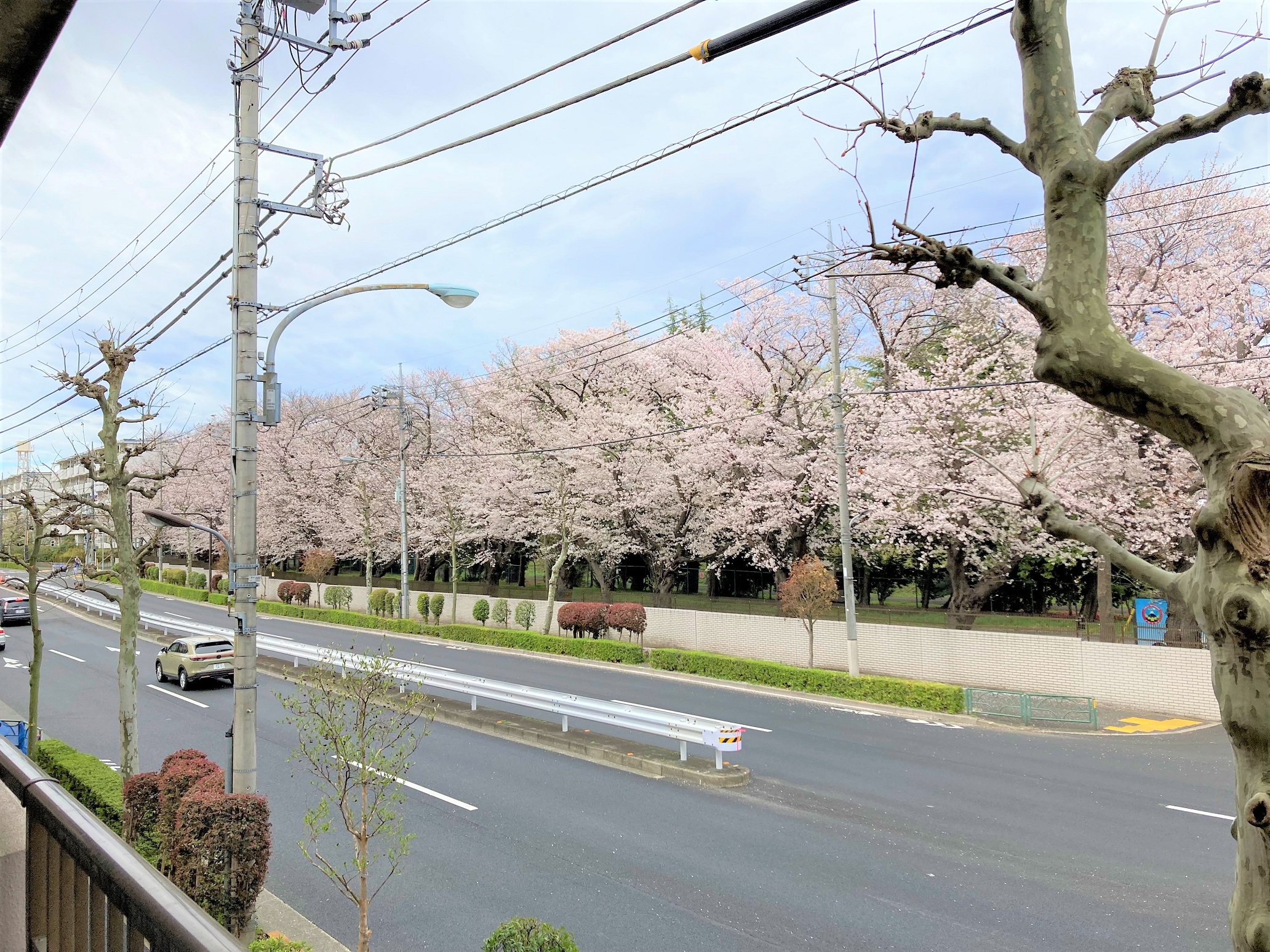 春うらら