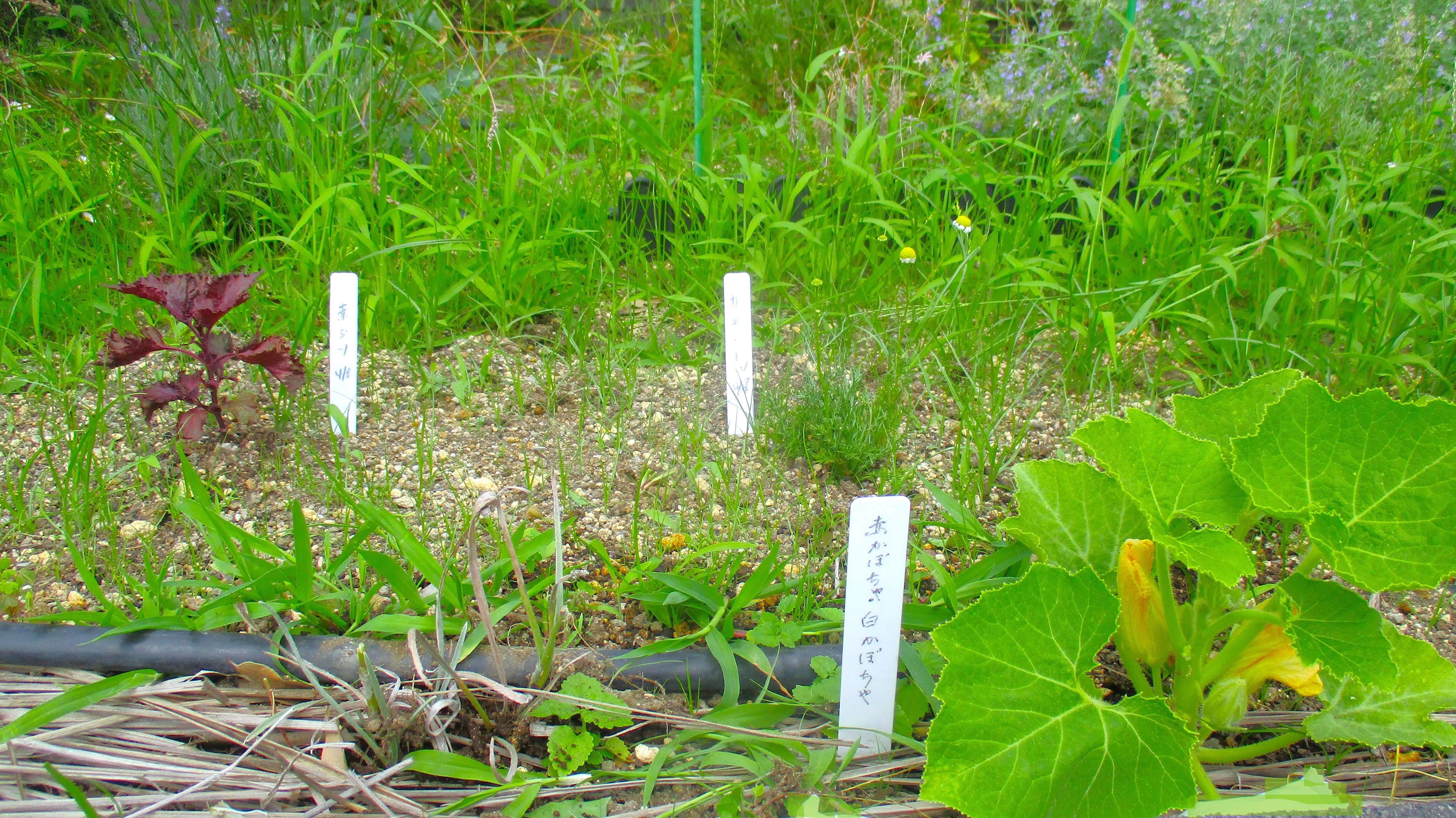 屋上庭園の野菜