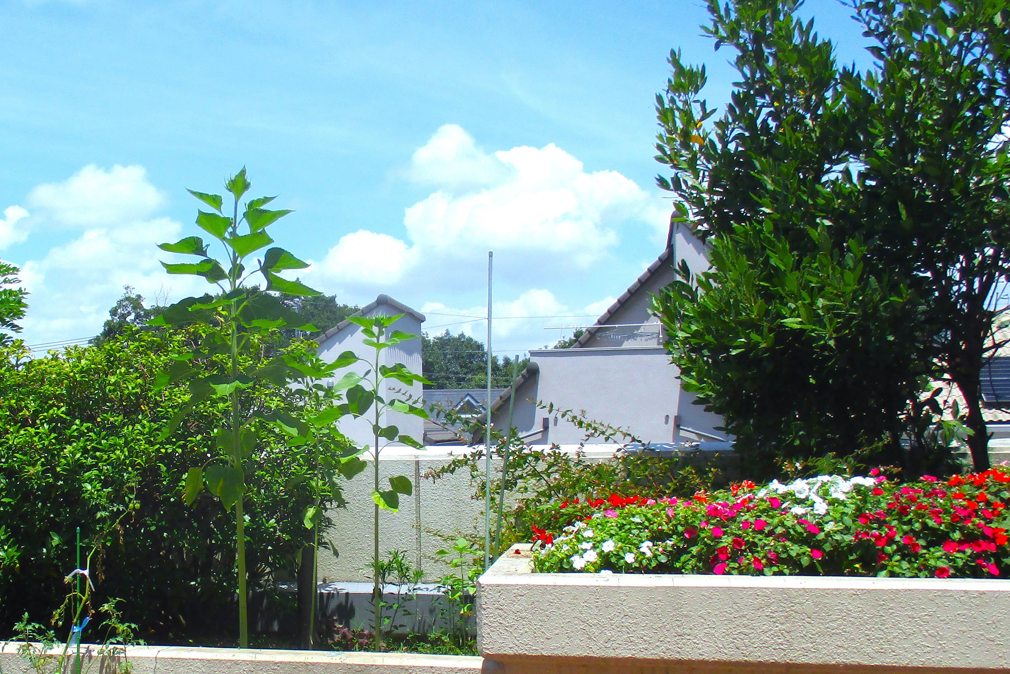 ７月のガーデンテラス