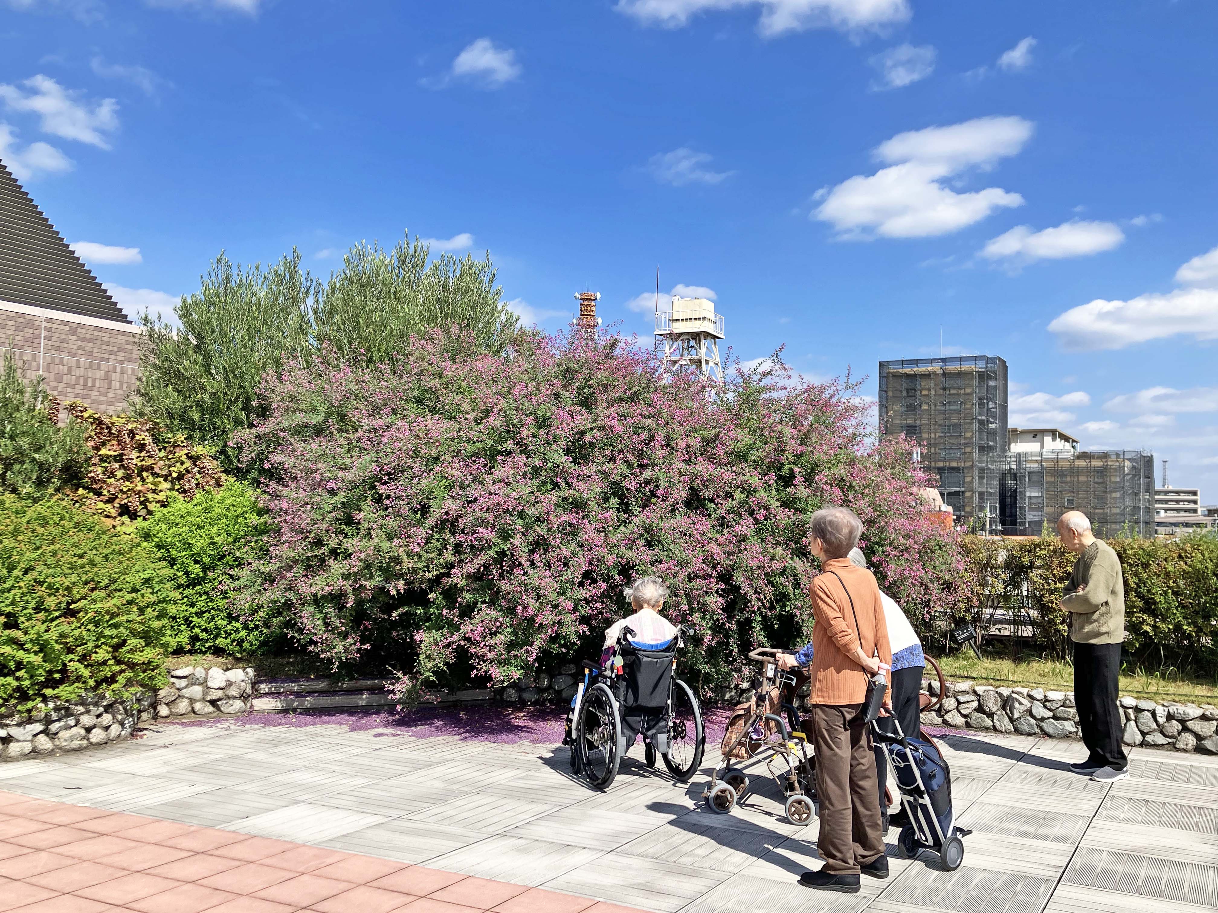 屋上庭園の萩の花満開