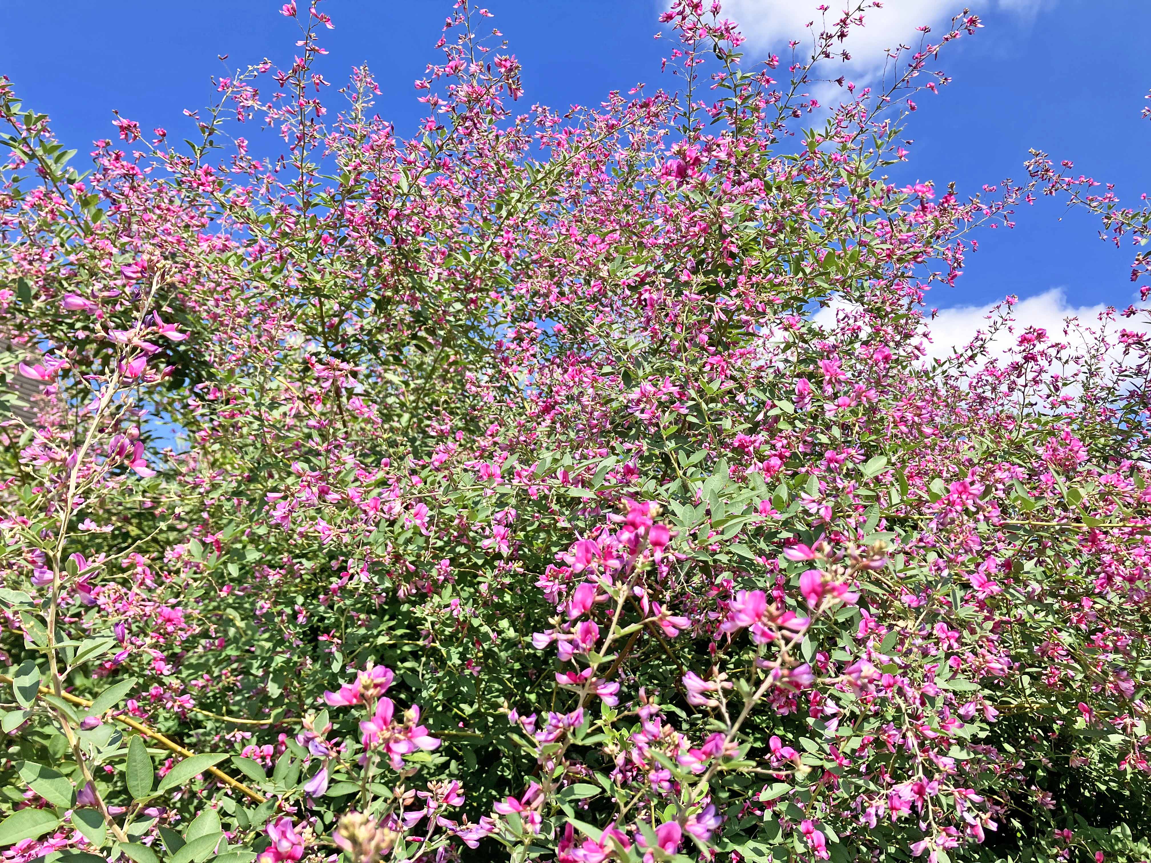 屋上庭園の萩の花満開