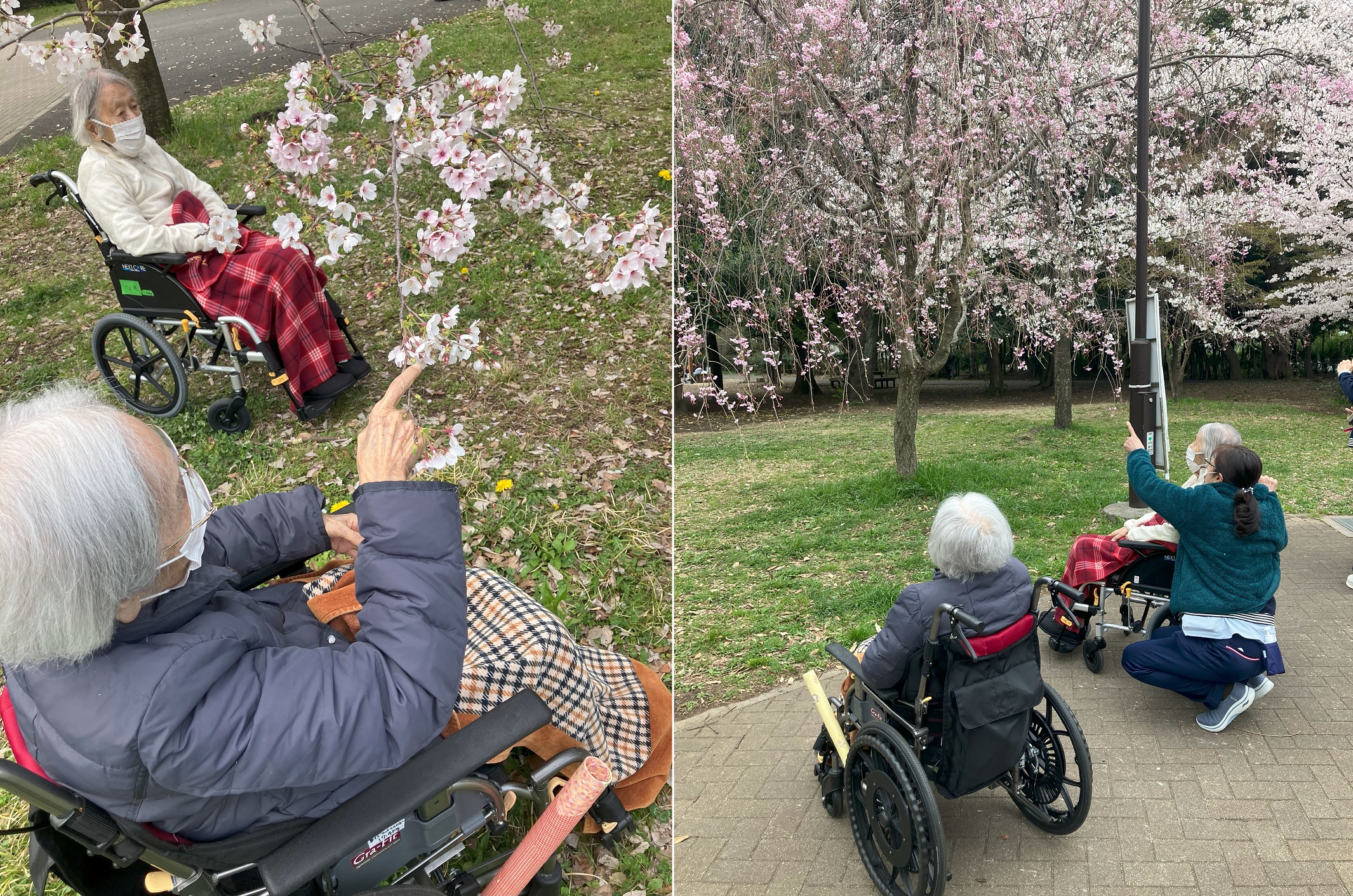 お花見ドライブ