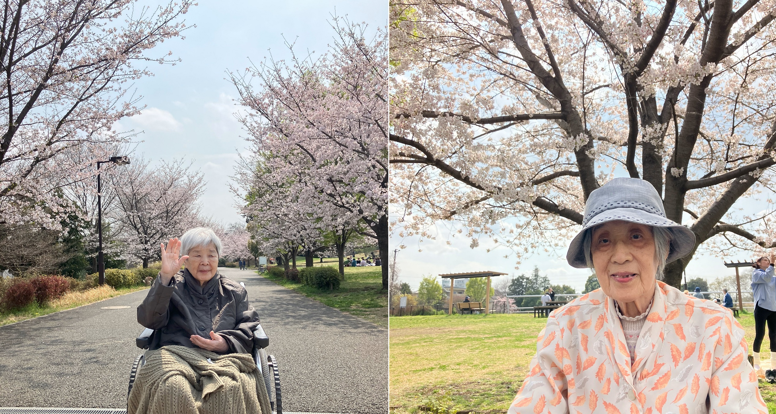 お花見ドライブ