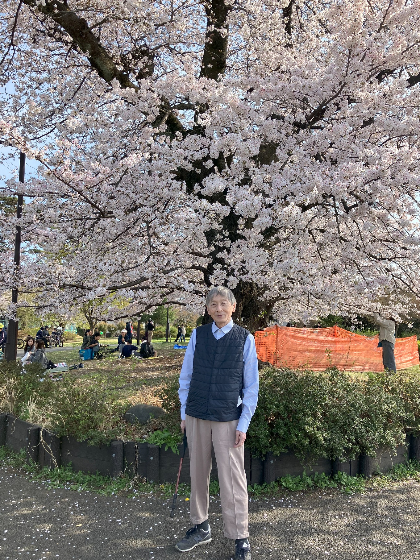 お花見ドライブ