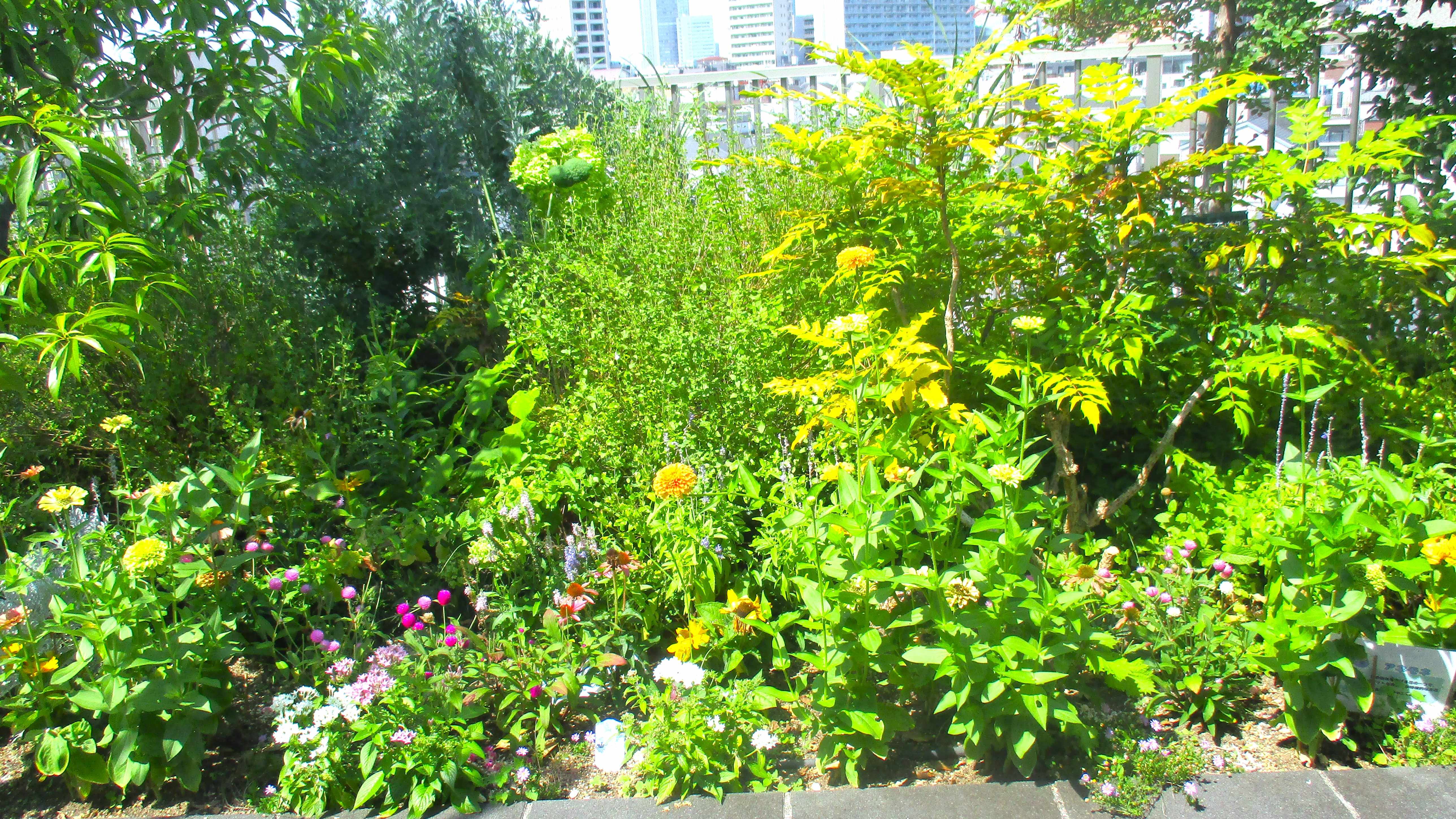 屋上庭園の植物