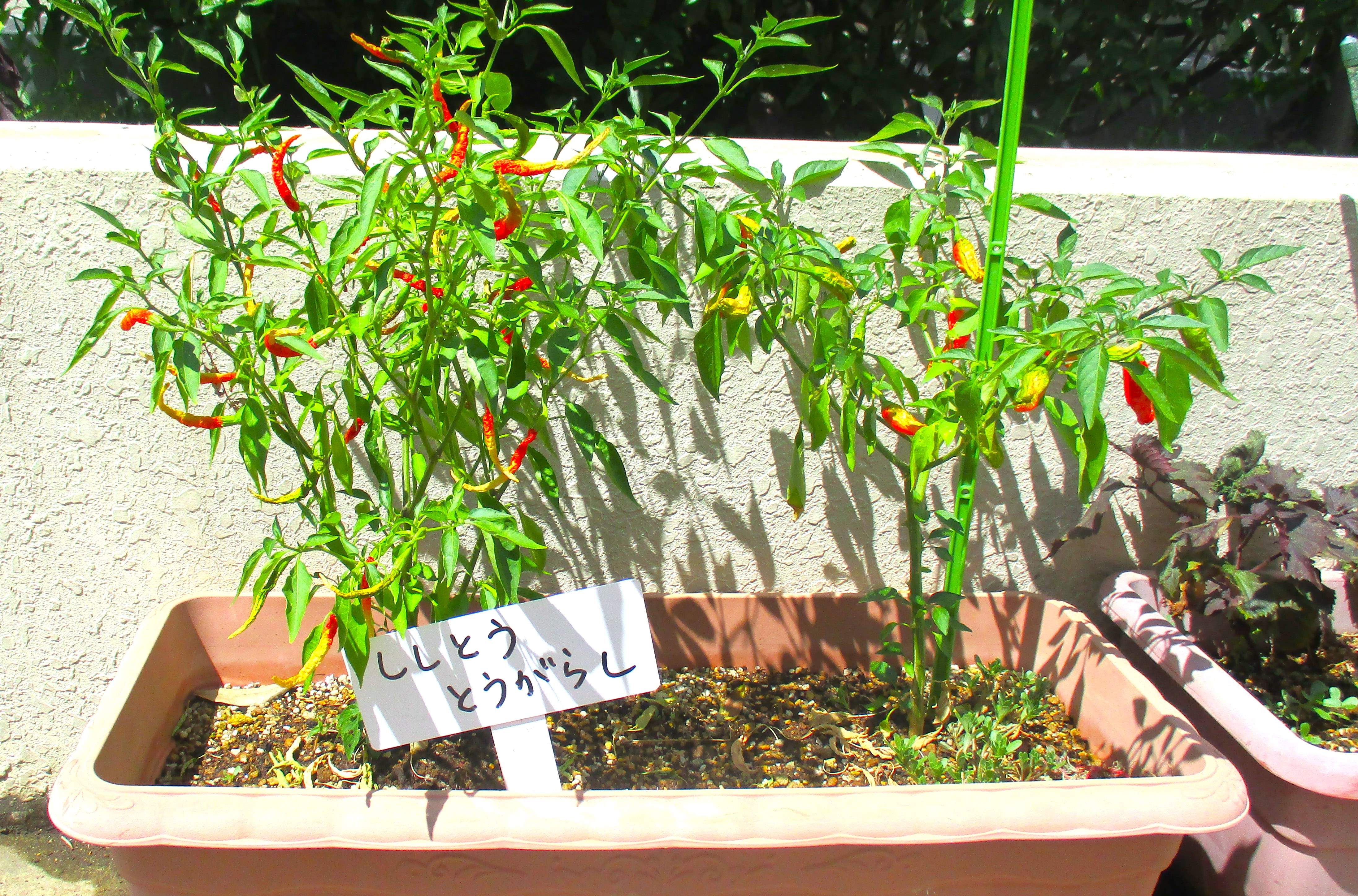 ガーデンテラスの野菜たち