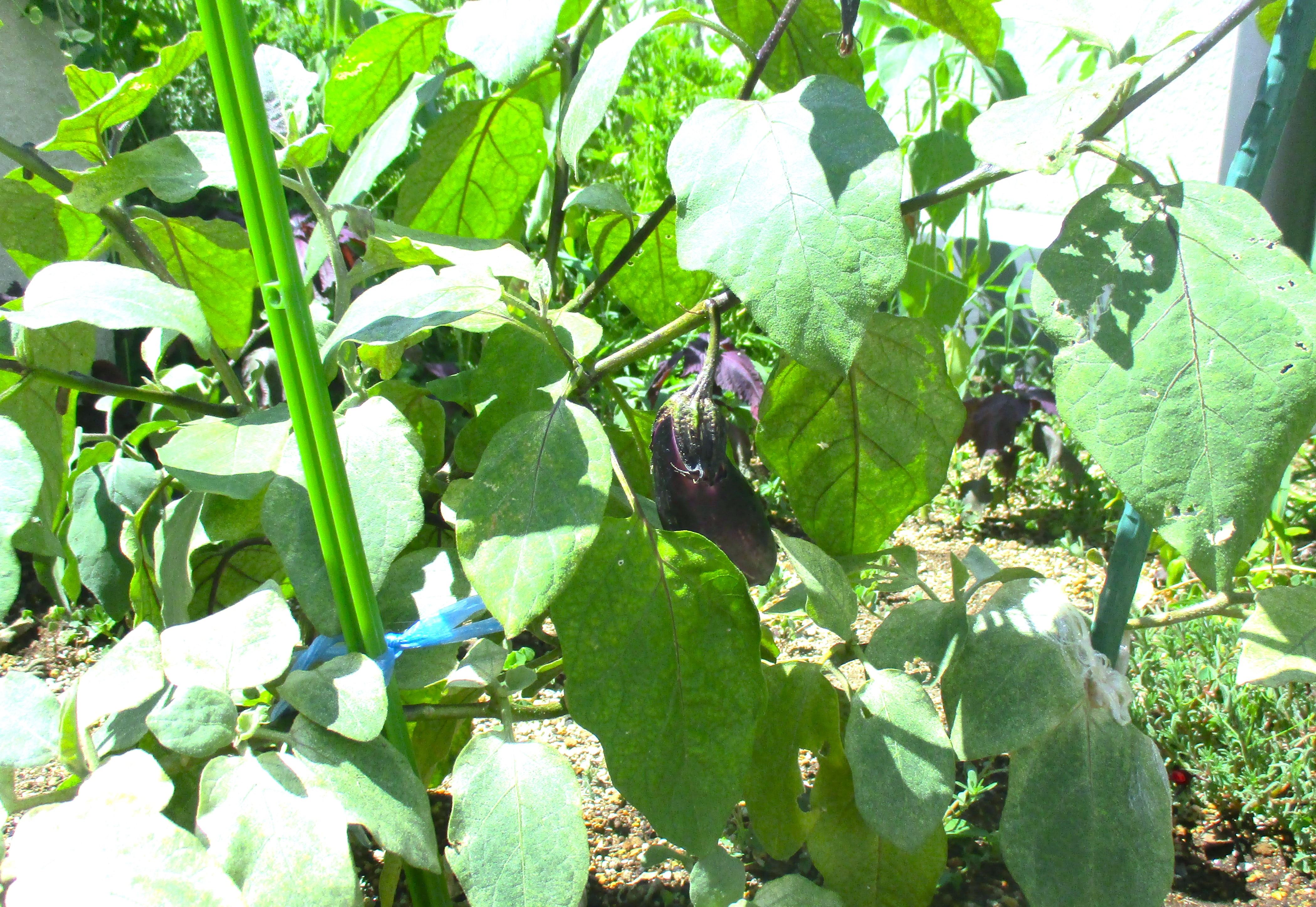 ガーデンテラスの野菜たち