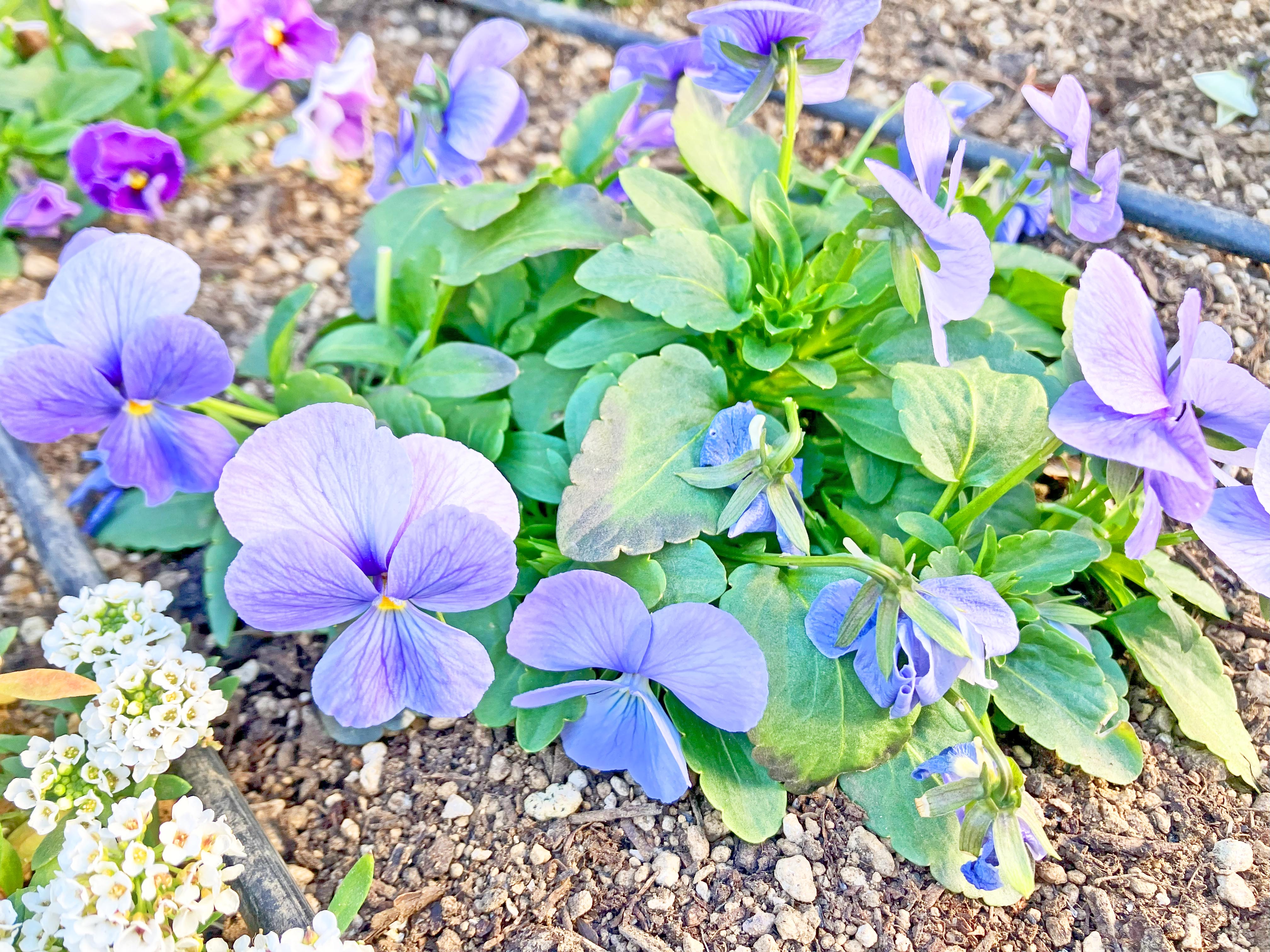 冬の晴れ間の庭園散歩