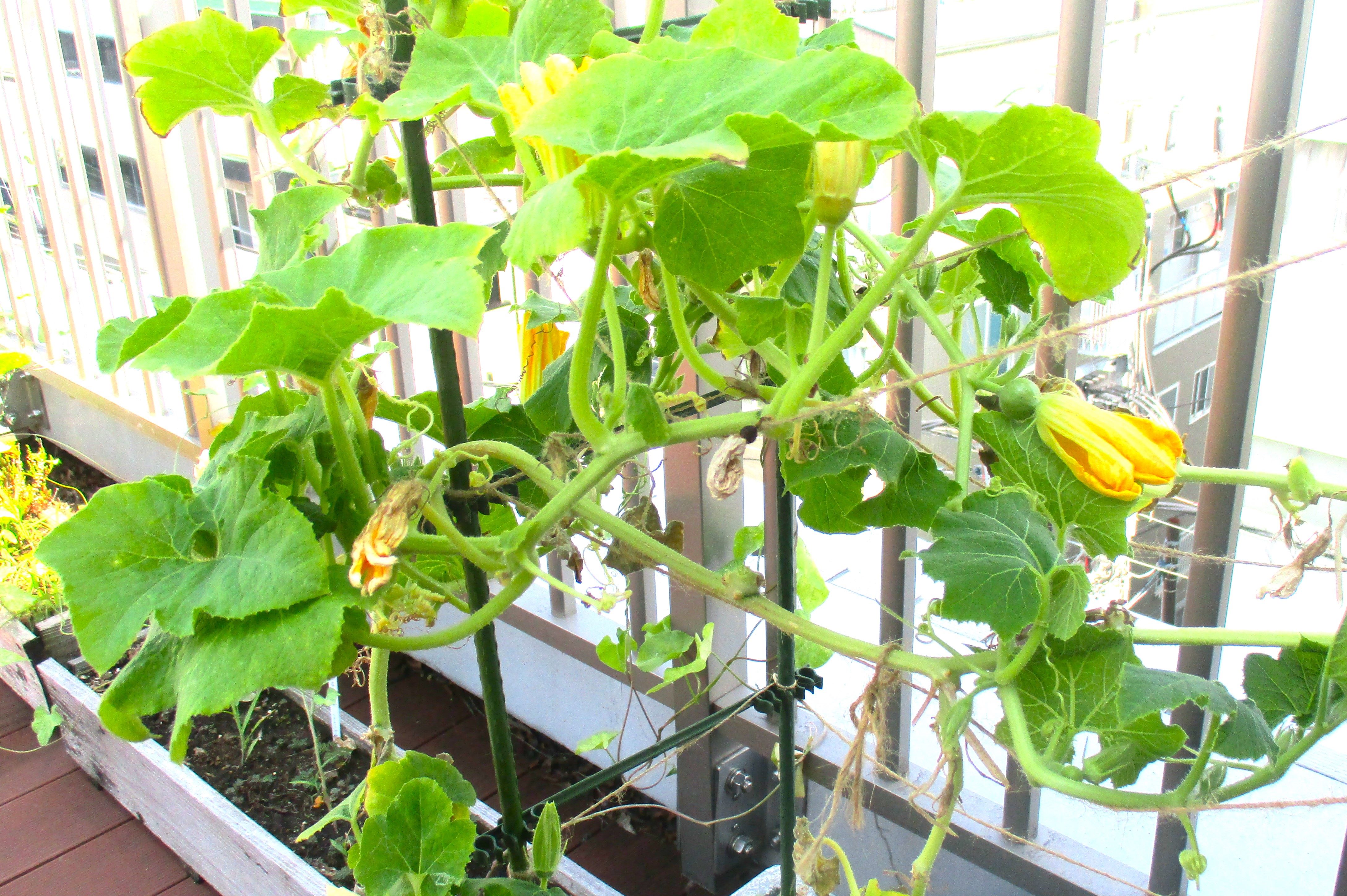 屋上庭園の野菜