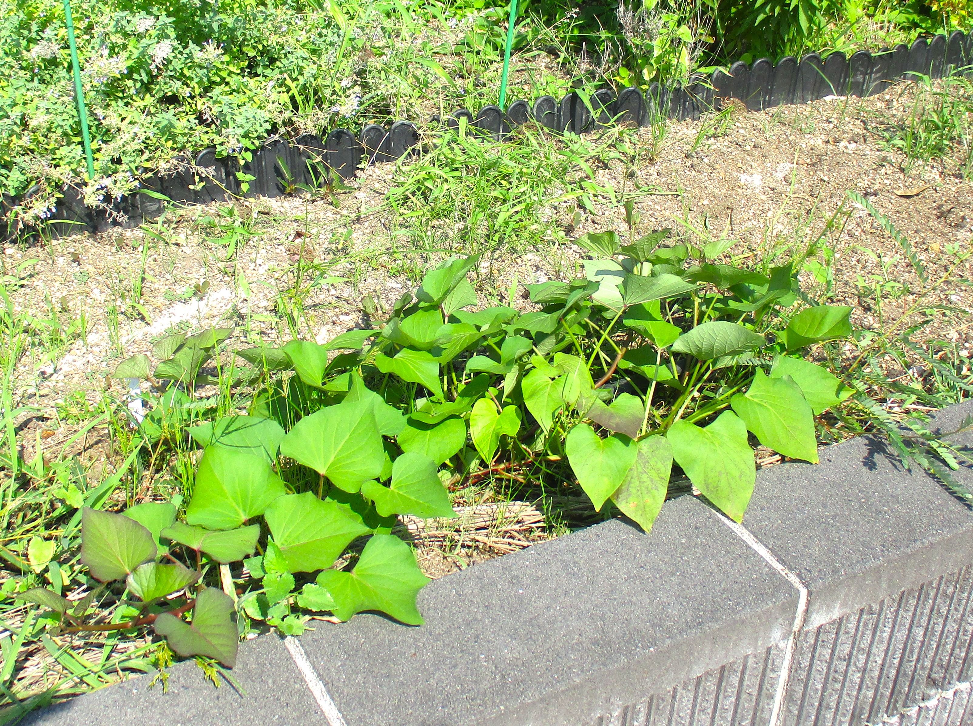 屋上庭園の野菜