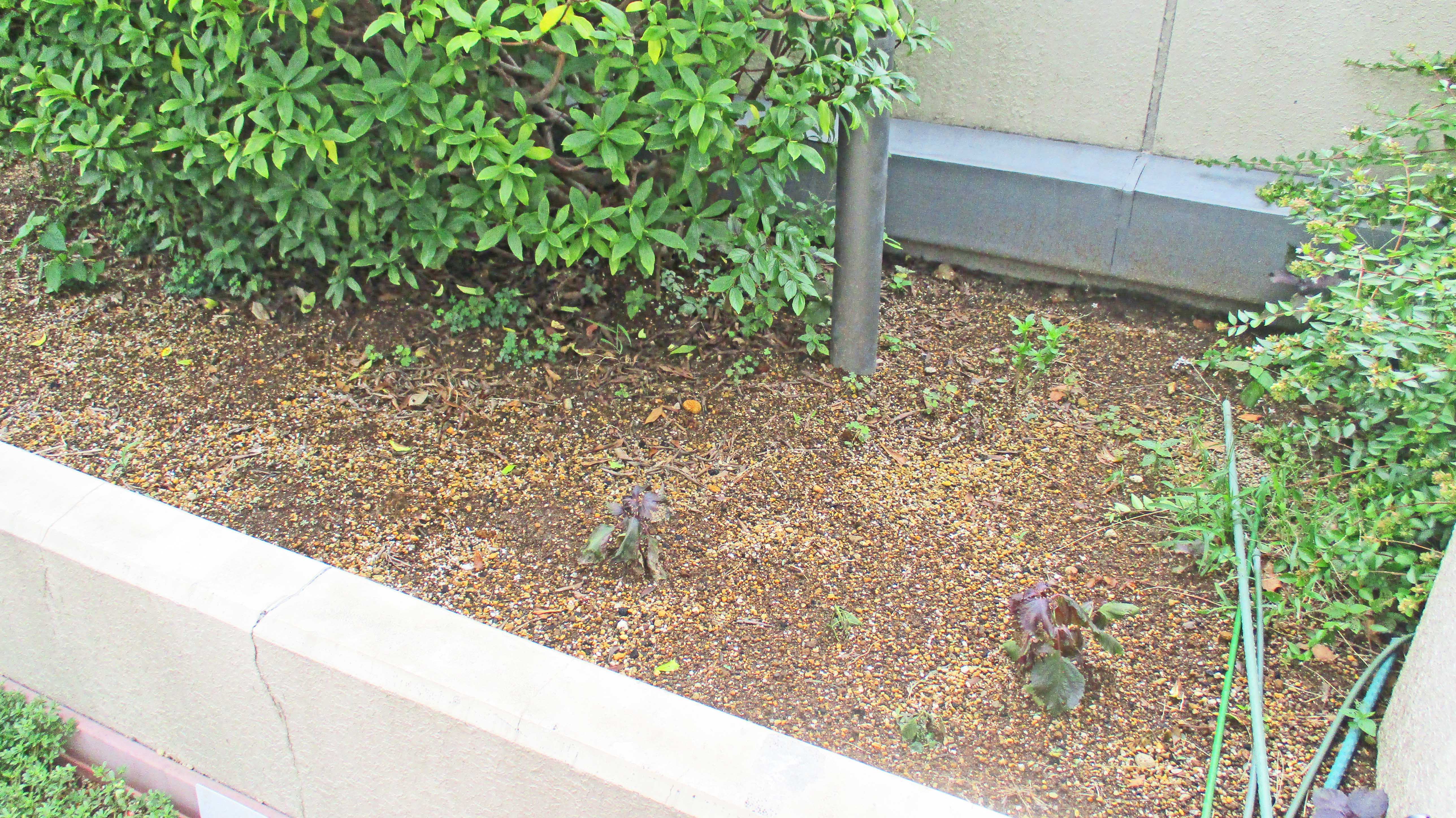 ９月のガーデンテラス