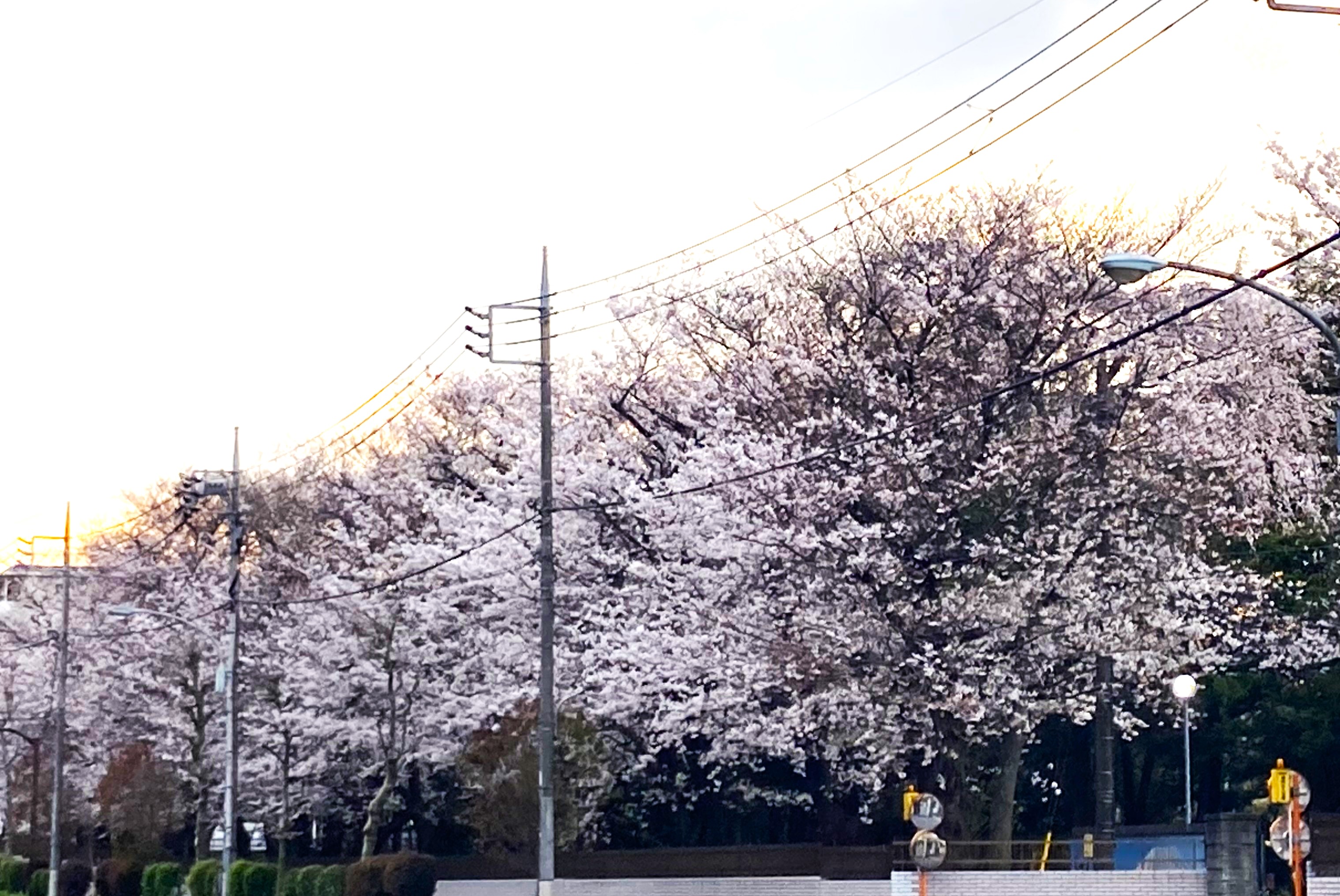 もみの樹・練馬から見える桜並木
