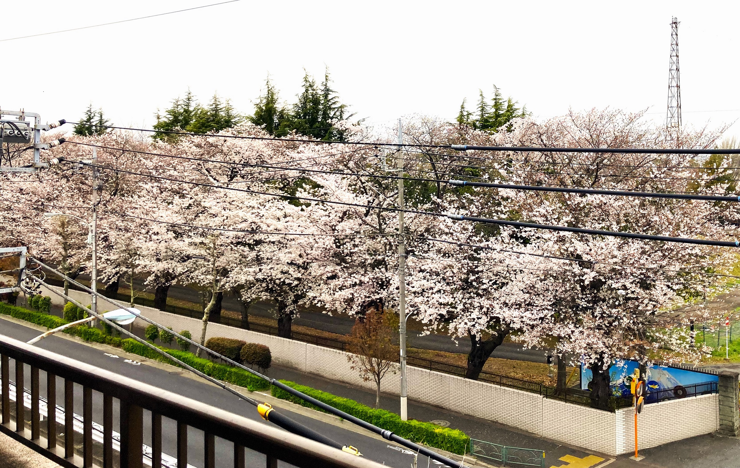 もみの樹・練馬から見える桜並木