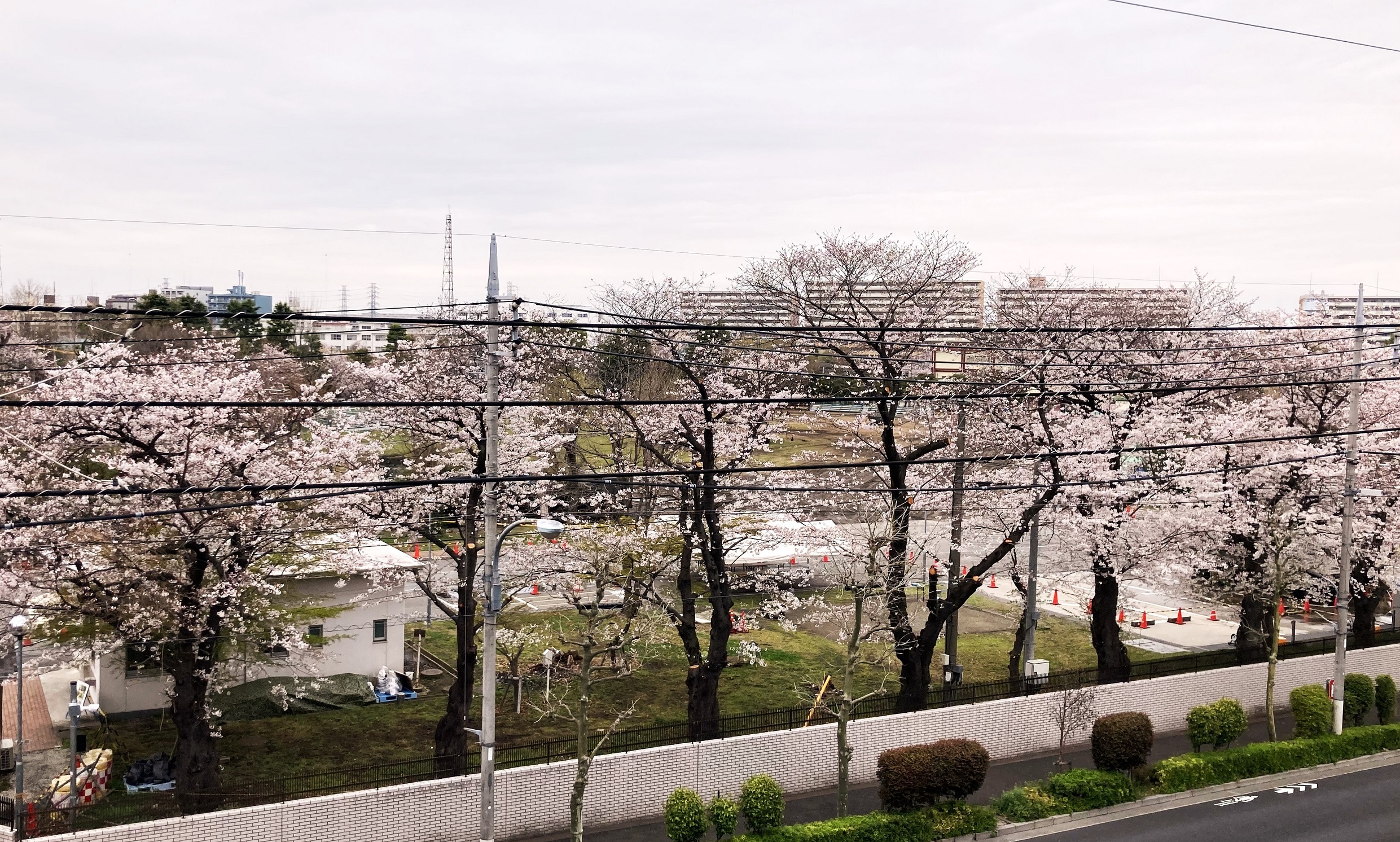 もみの樹・練馬から見える桜並木