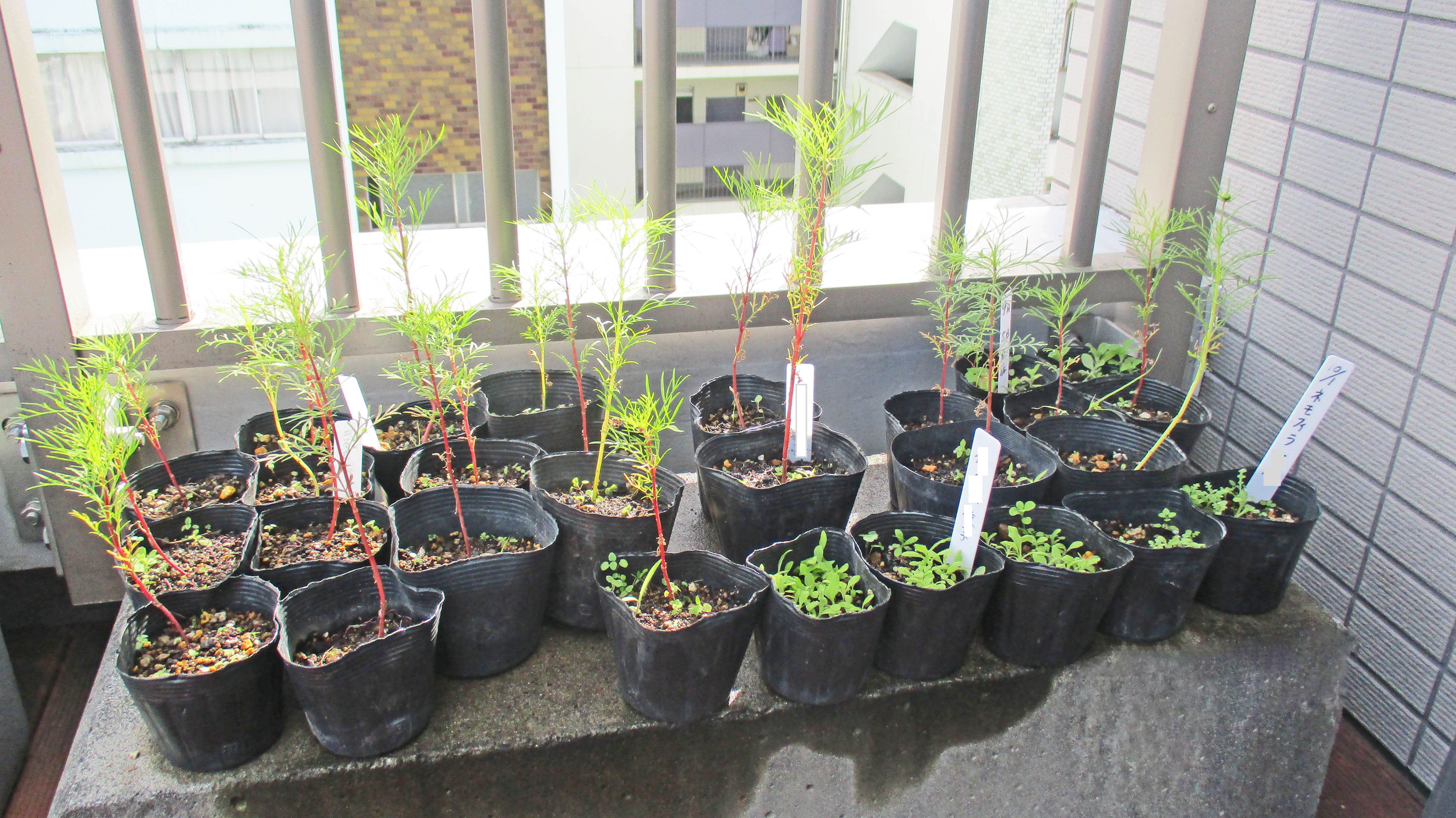 屋上庭園の野菜たち