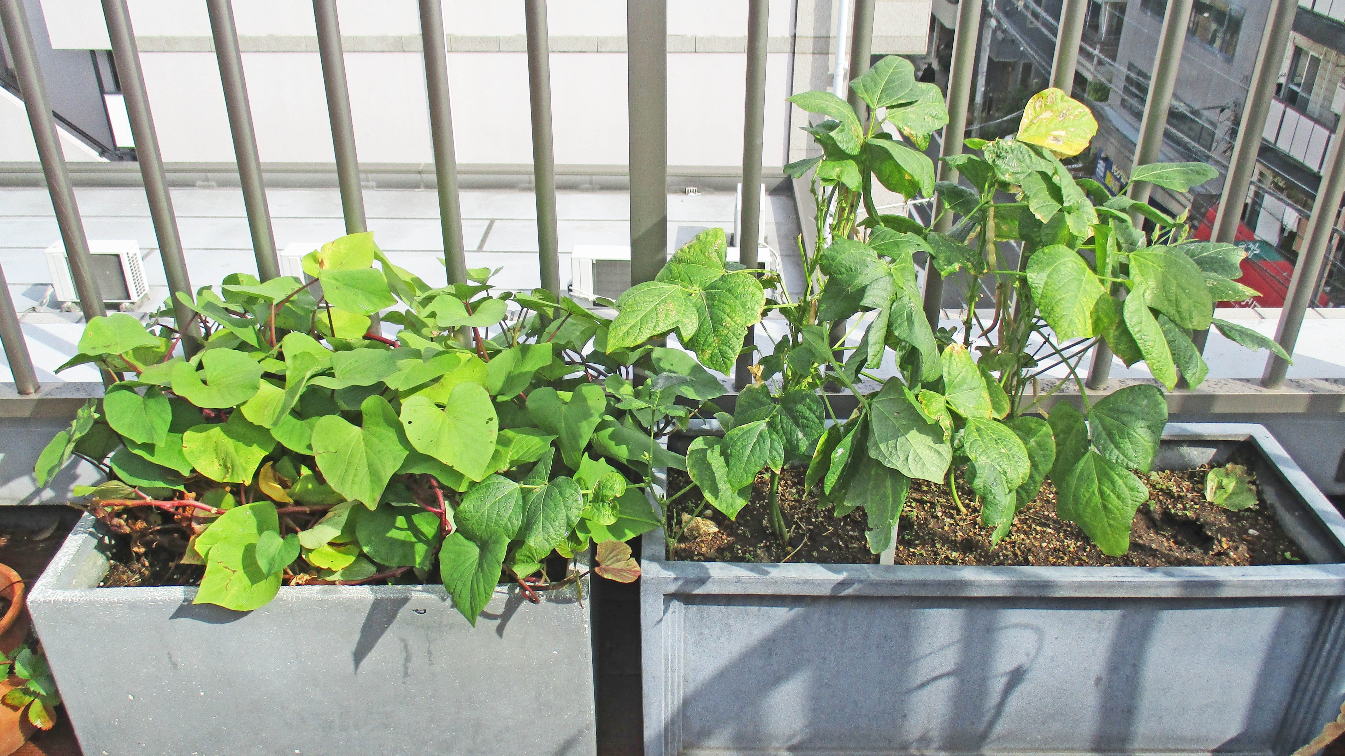 屋上庭園の野菜たち