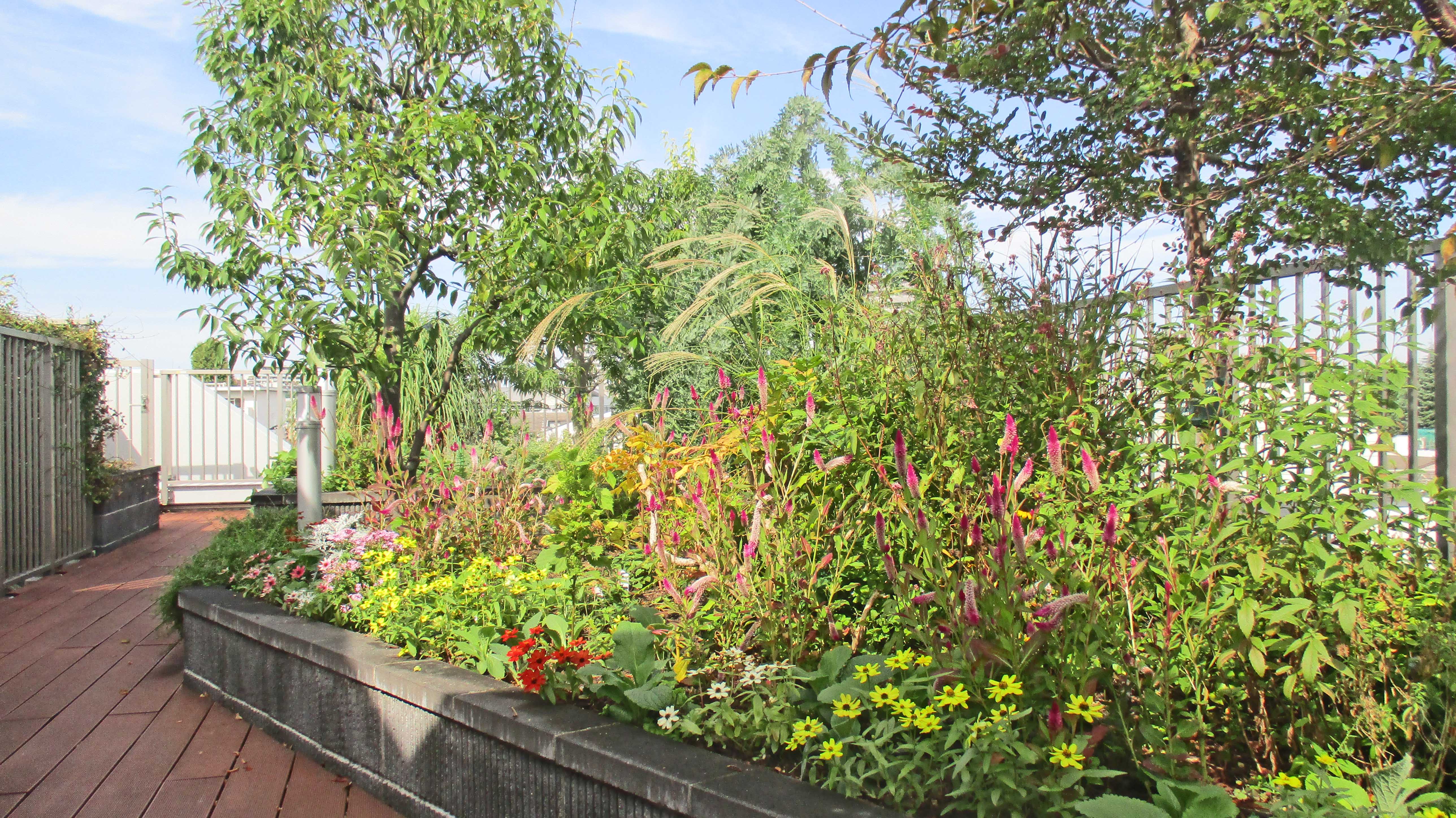 秋の彩りが広がる屋上庭園