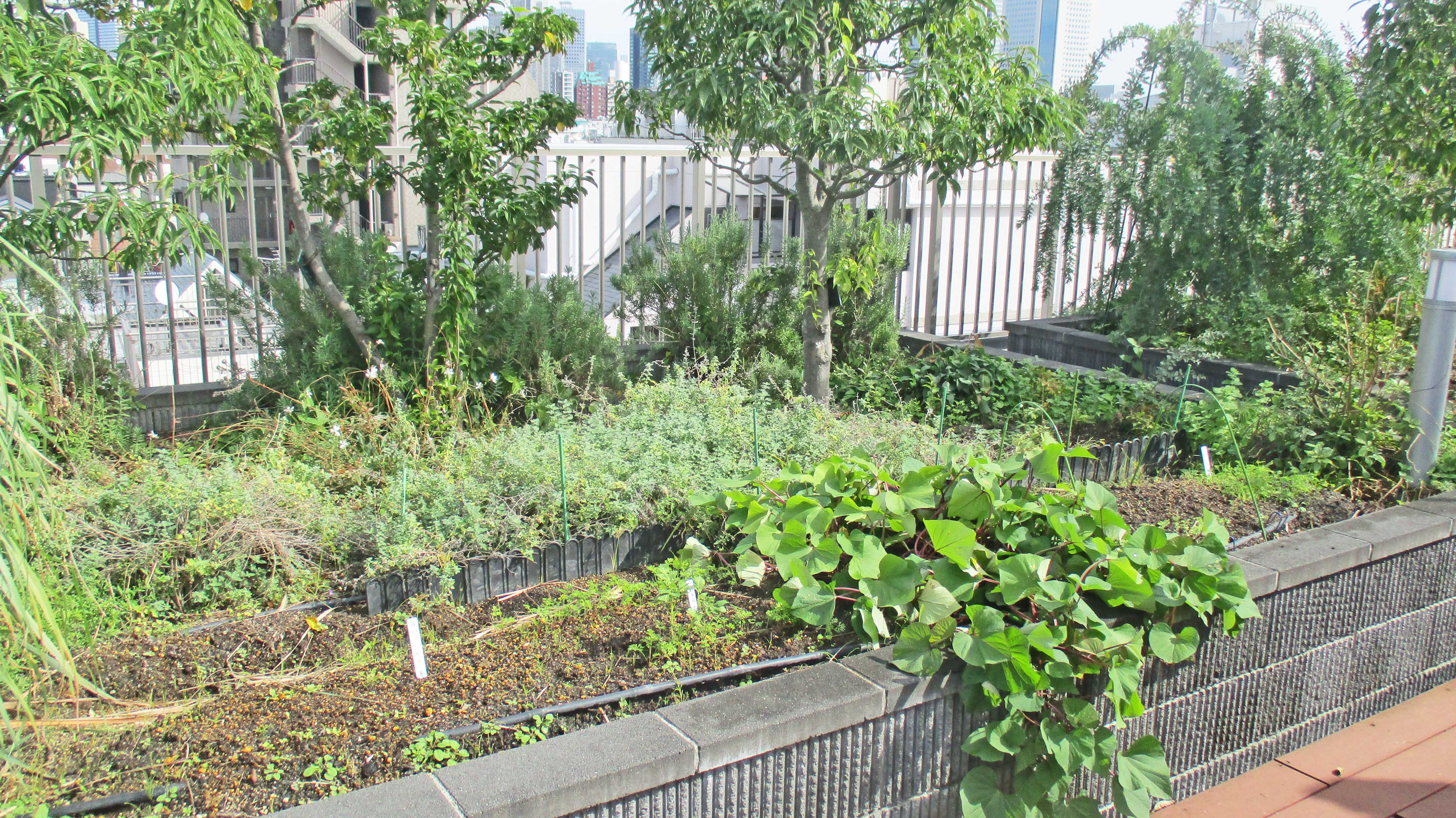 屋上庭園の野菜たち