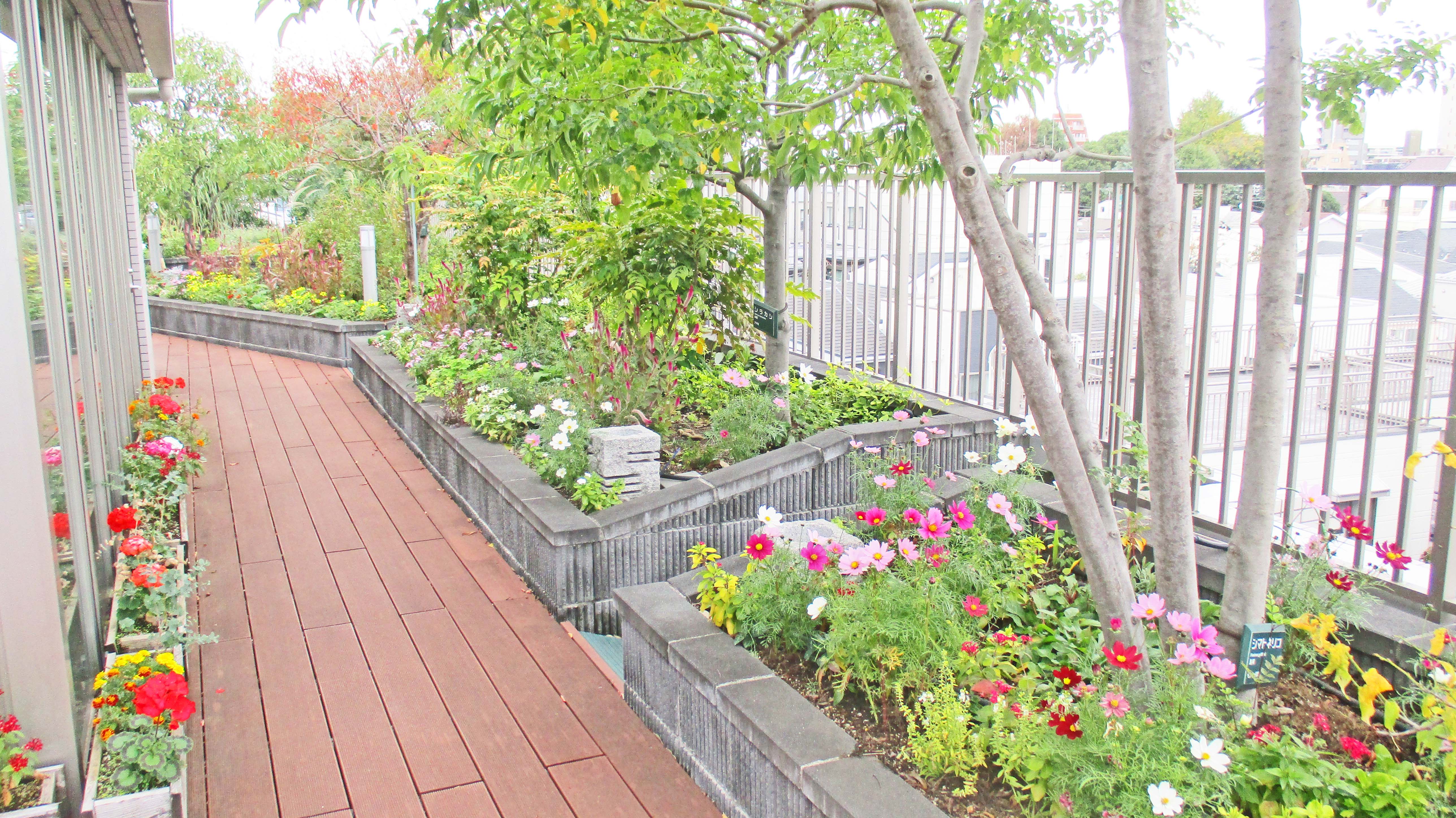 １１月の屋上庭園