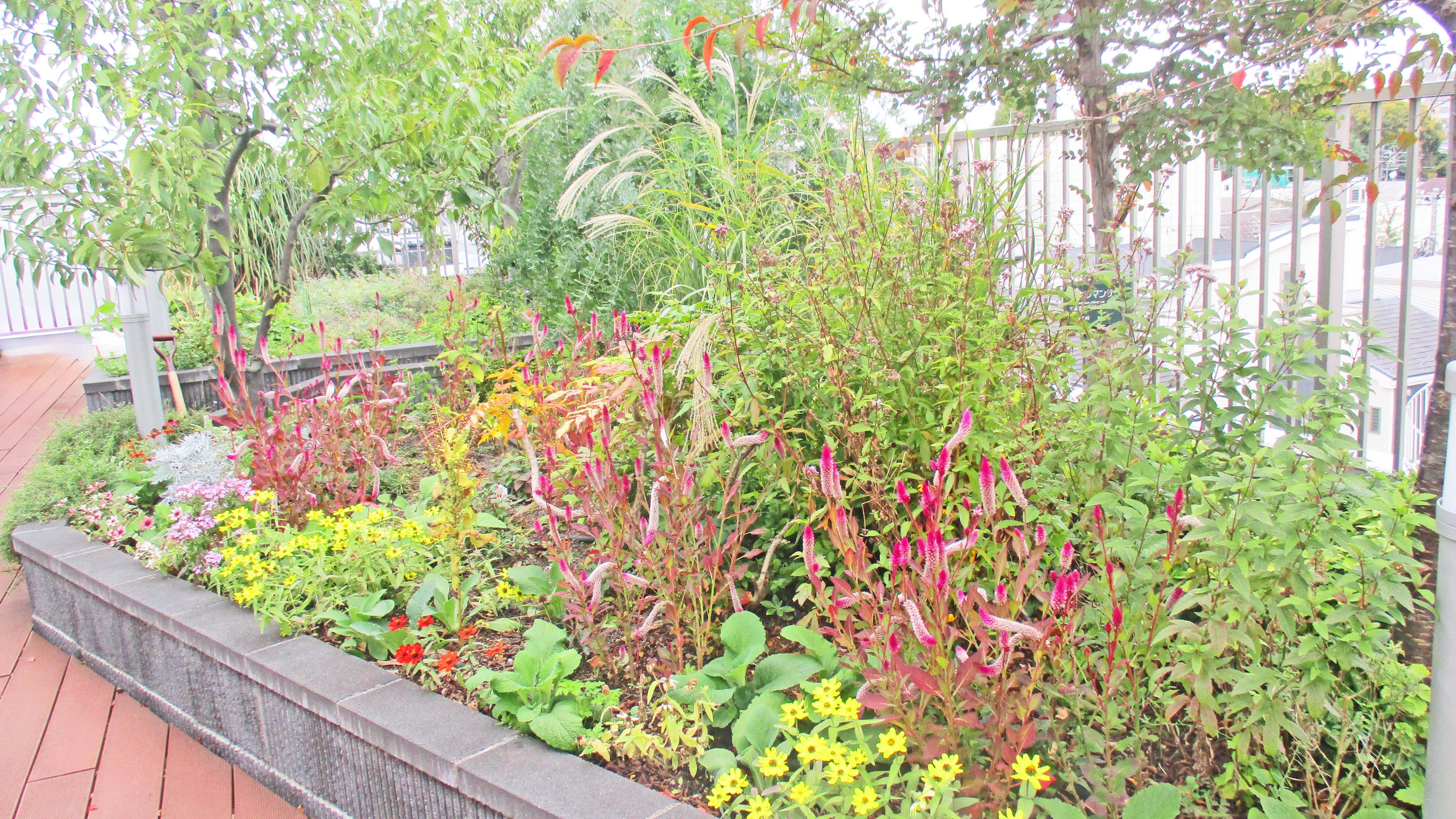 １１月の屋上庭園