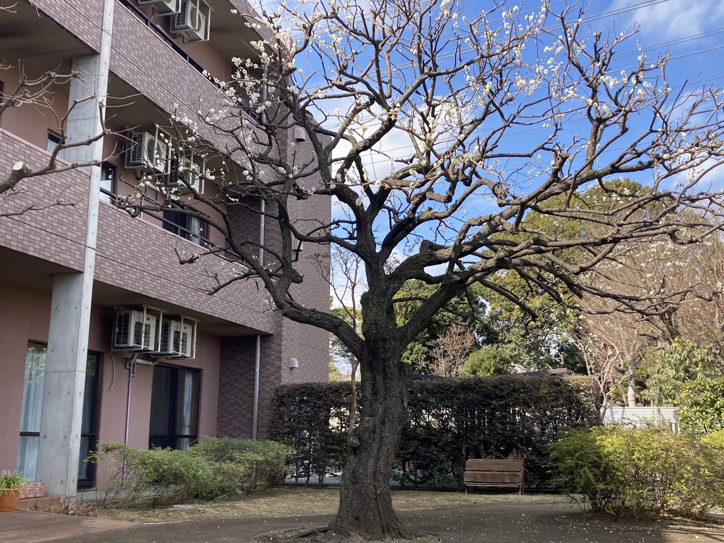 梅の開花