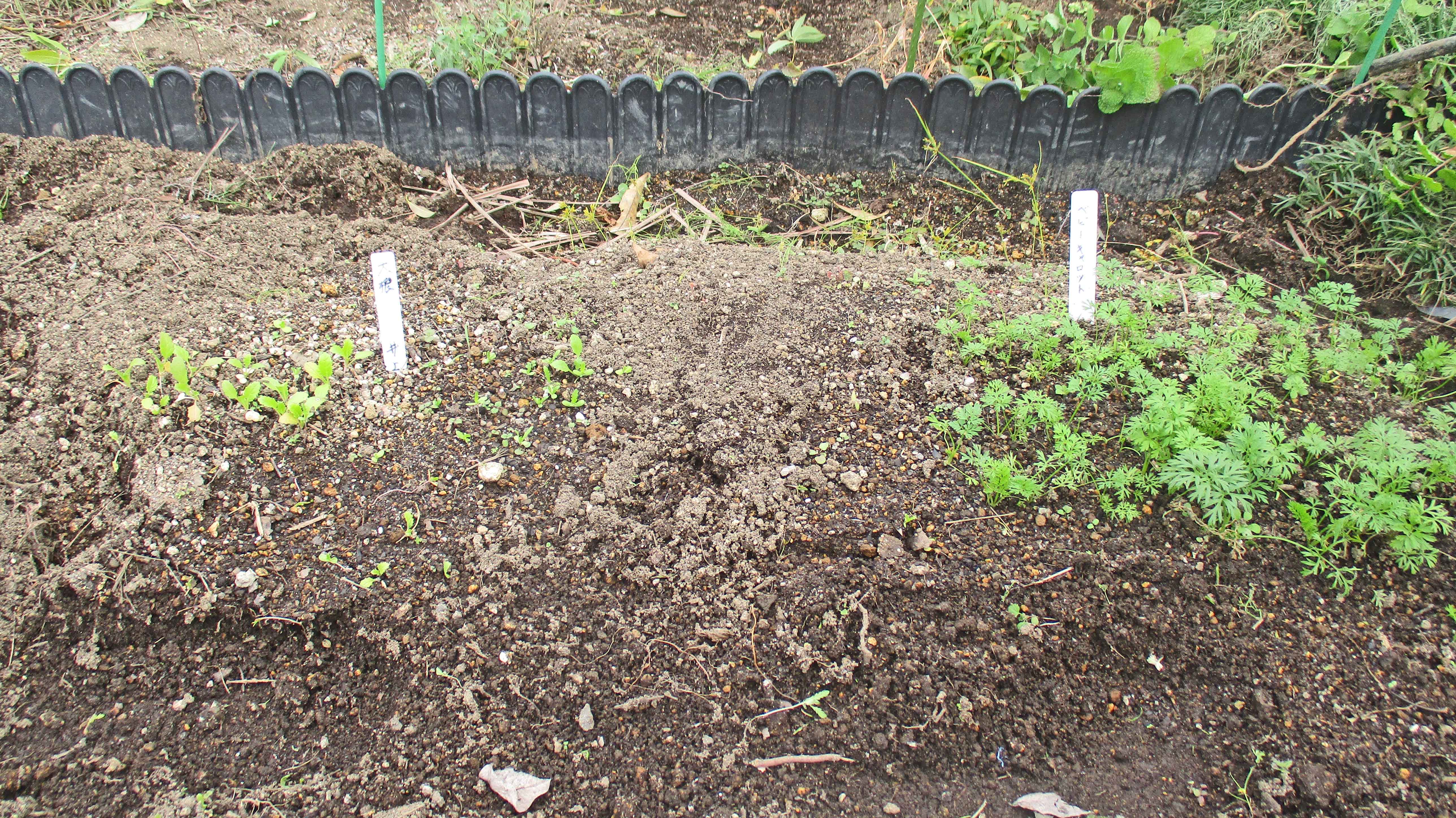 屋上庭園に冬の足音