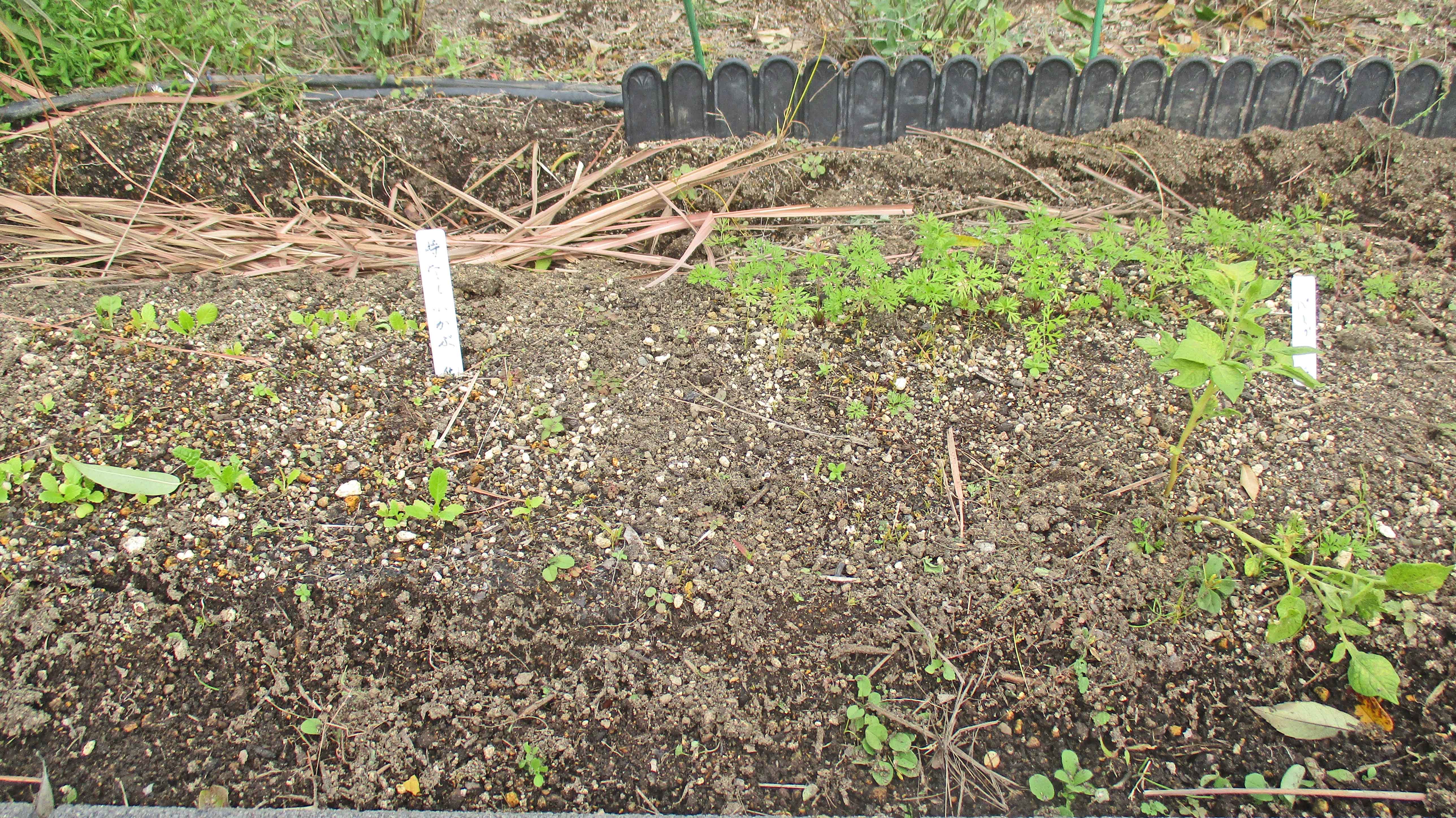 屋上庭園に冬の足音