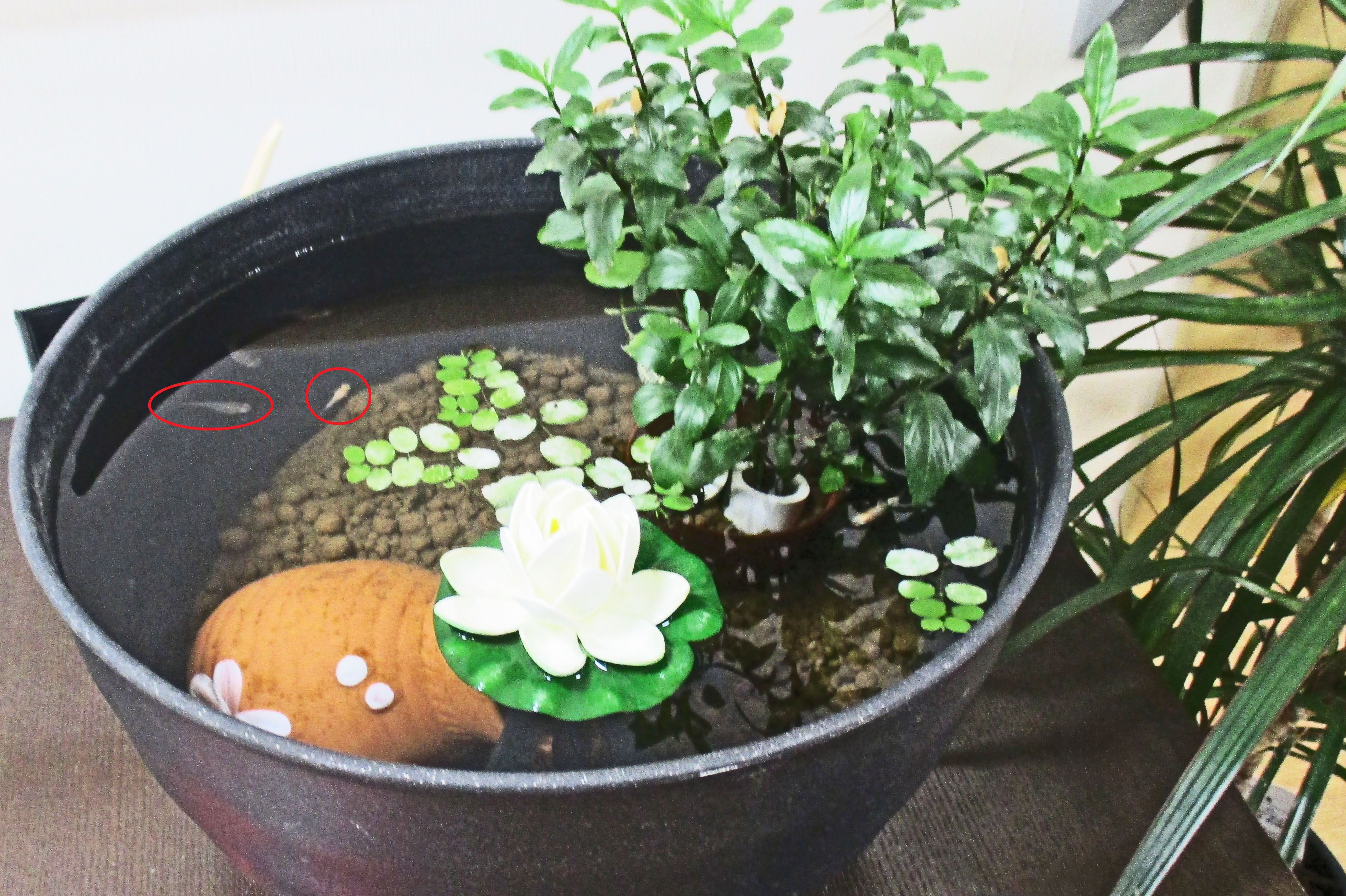 もみの樹・横浜鶴見のメダカたち