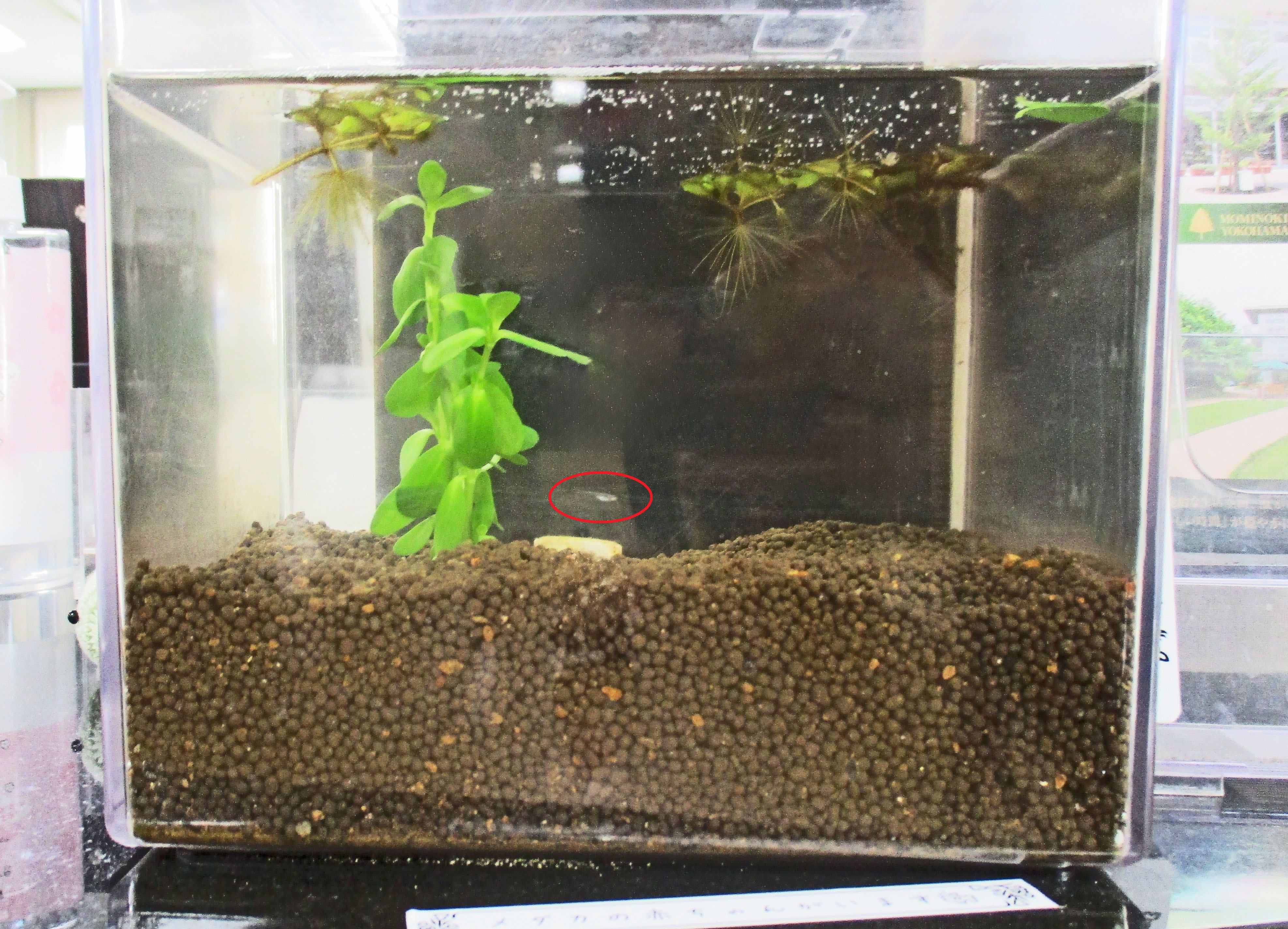 もみの樹・横浜鶴見のメダカたち